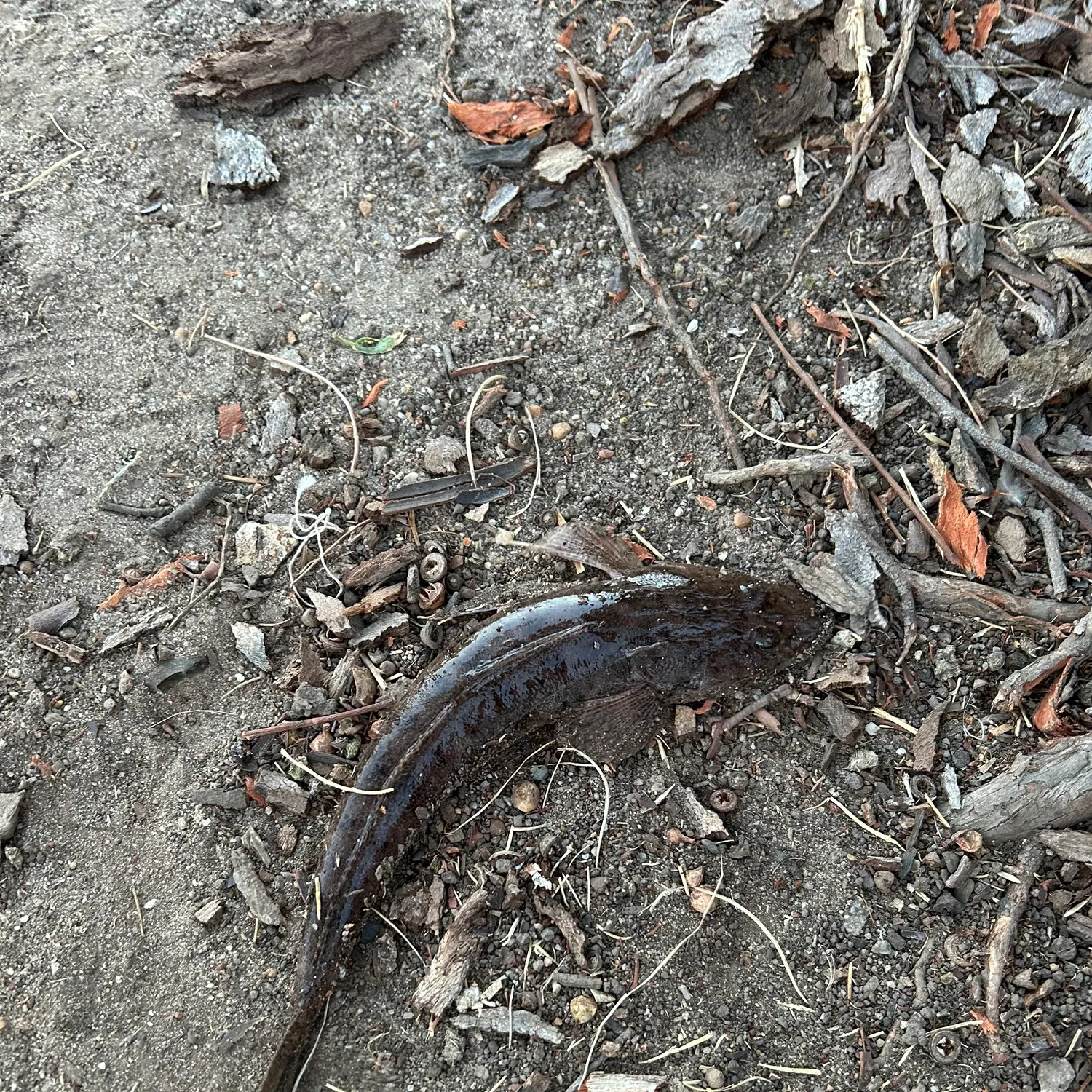 The most recent Bartail flathead catches on Fishbrain