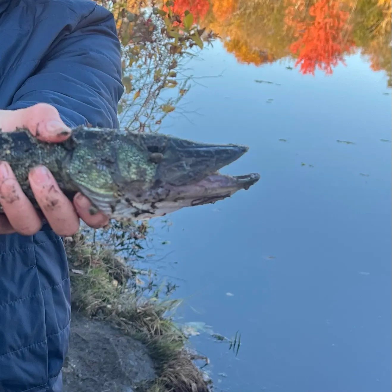 Chain pickerel caught on Fishbrain