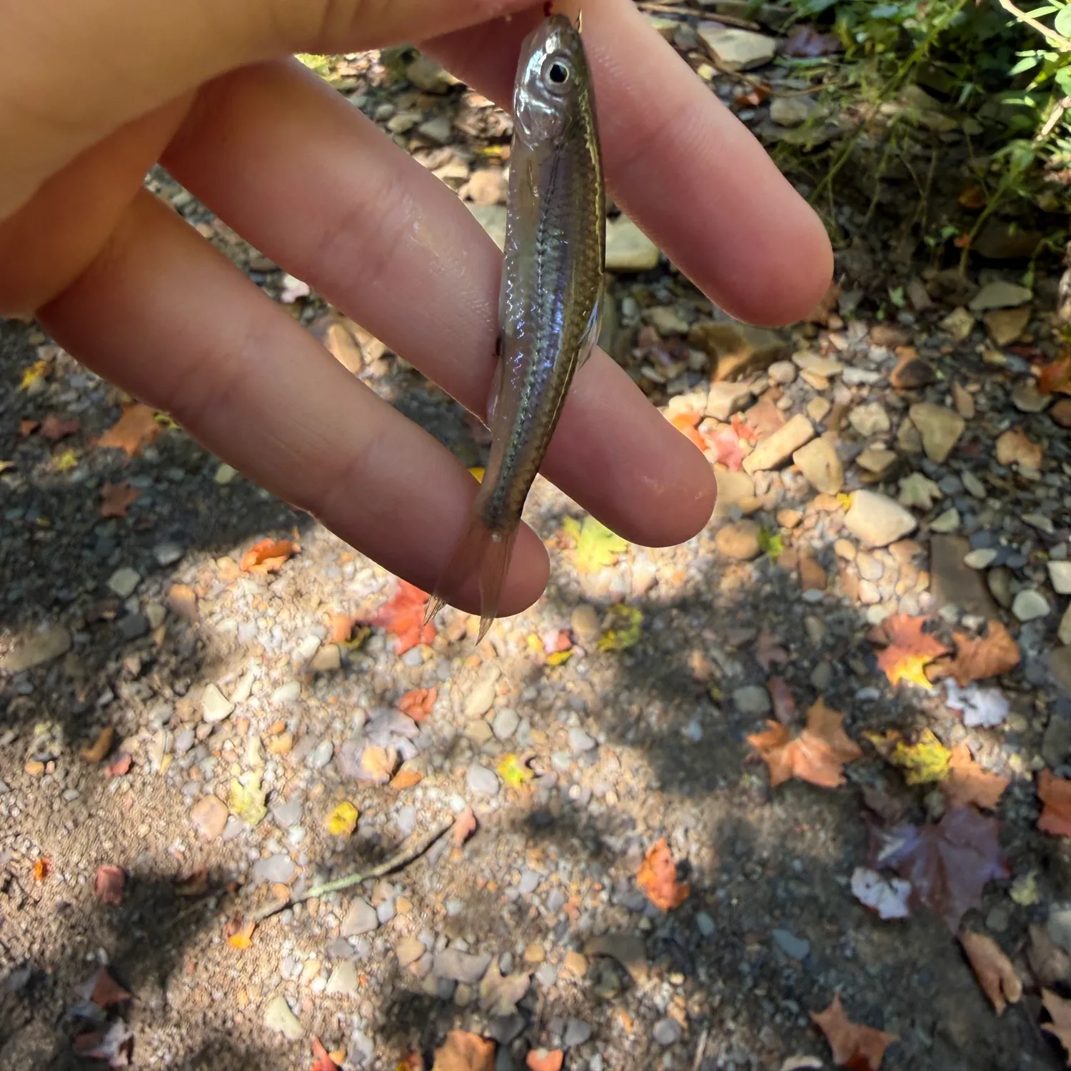 The most recent Sand shiner catches on Fishbrain