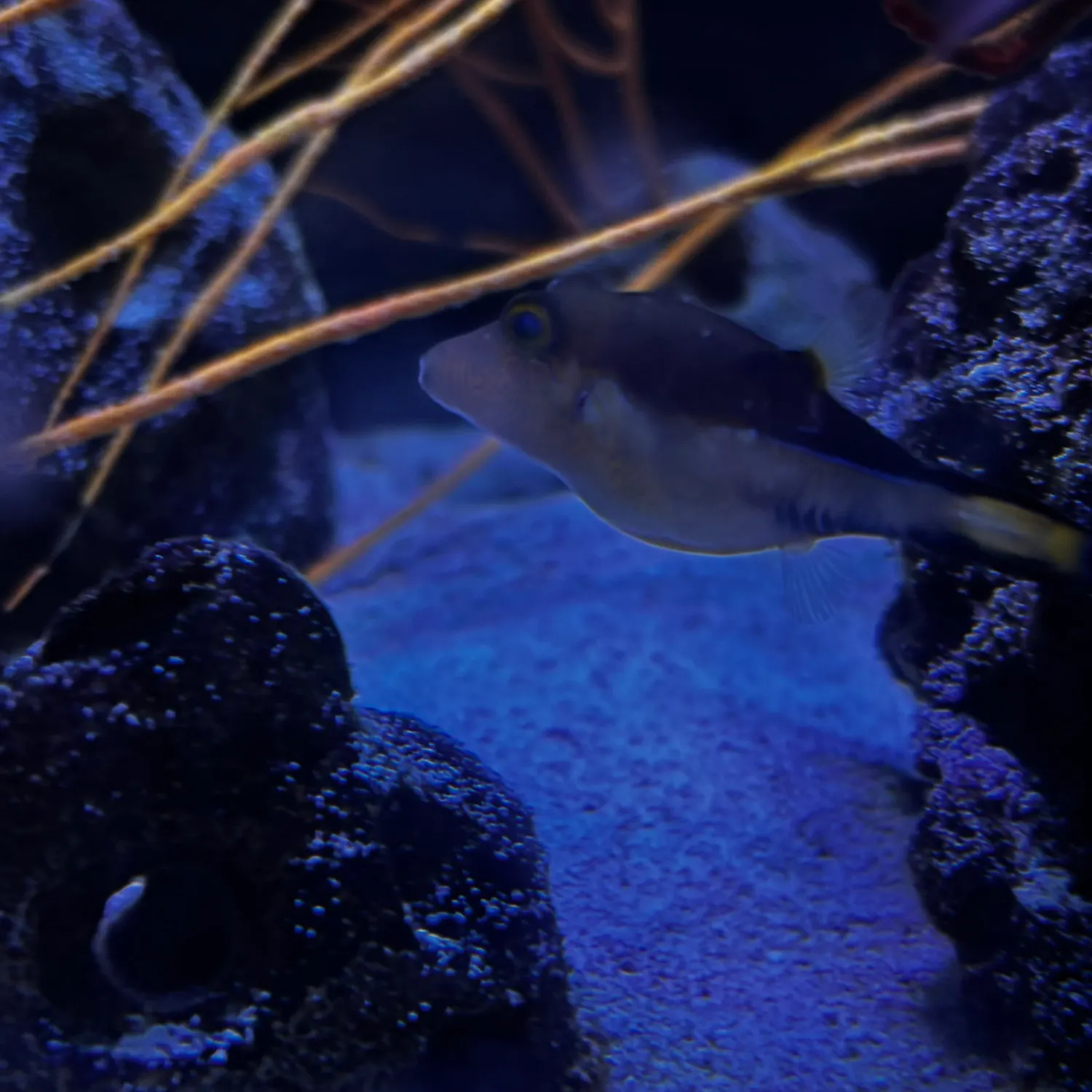 The most recent Caribbean sharpnose-puffer catches on Fishbrain