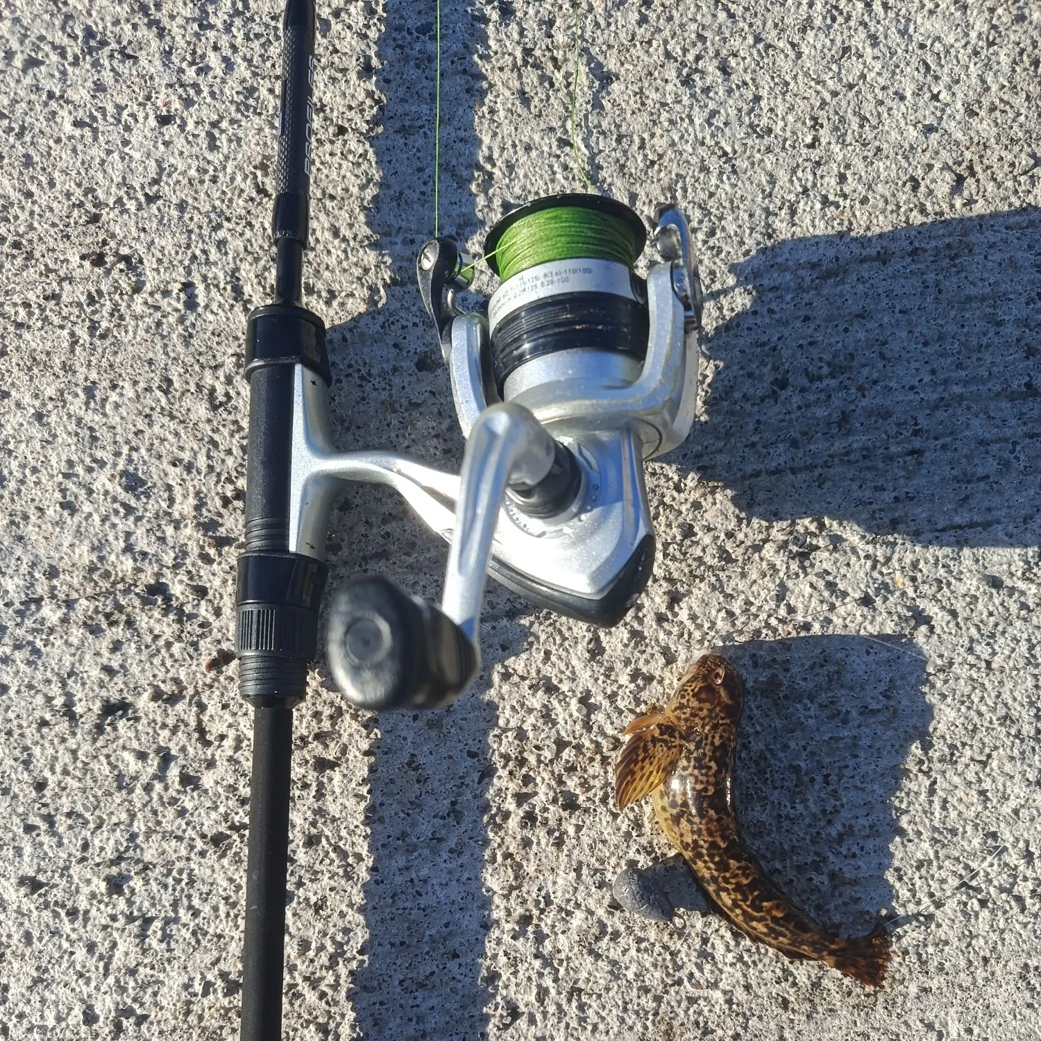 The most recent Shanny catches on Fishbrain