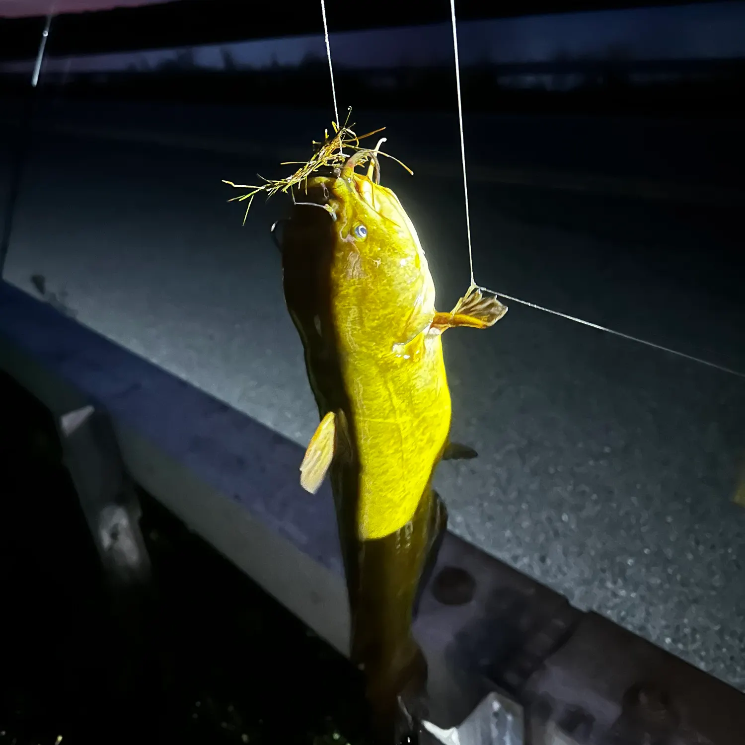 Yellow bullhead caught on Fishbrain