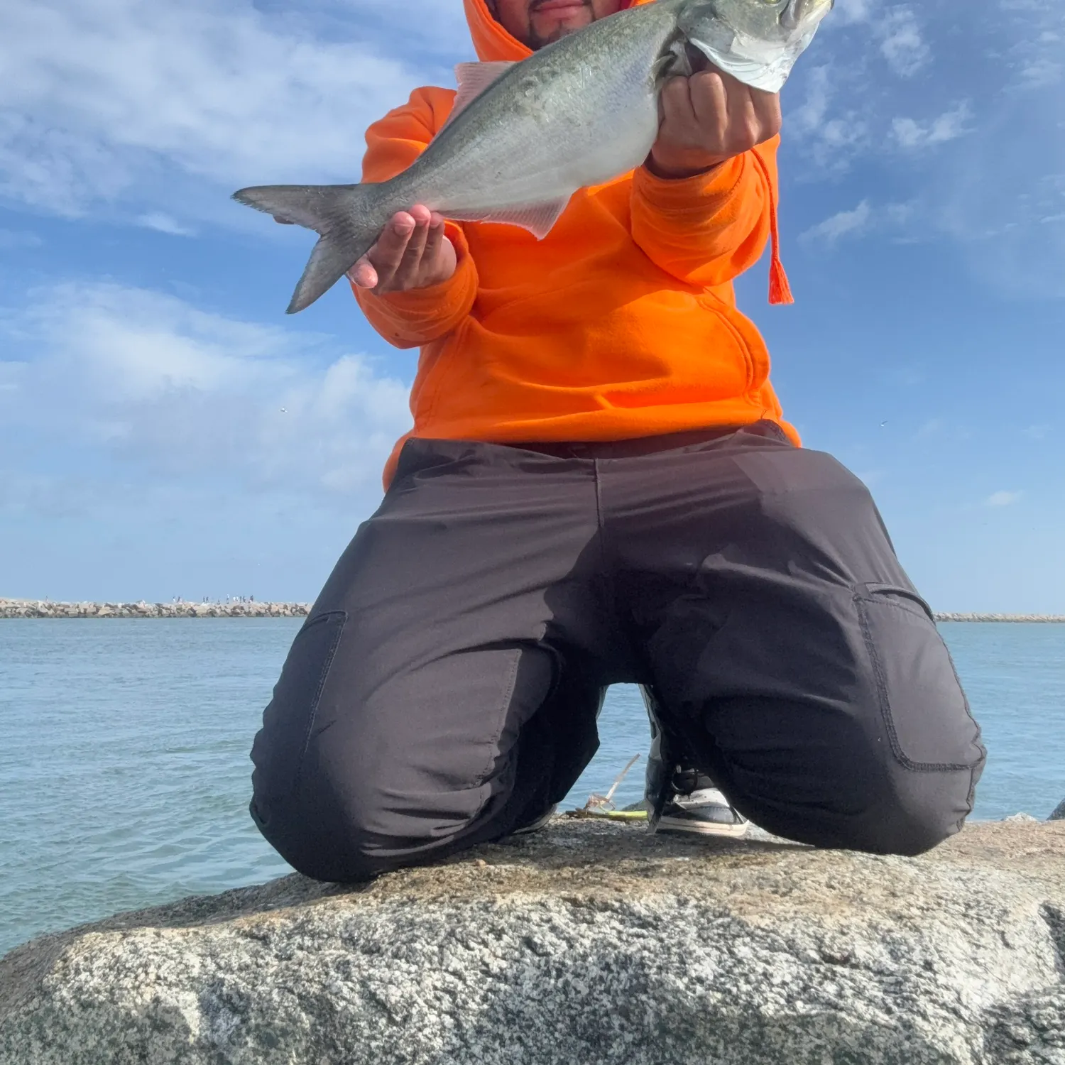 Bluefish caught on Fishbrain