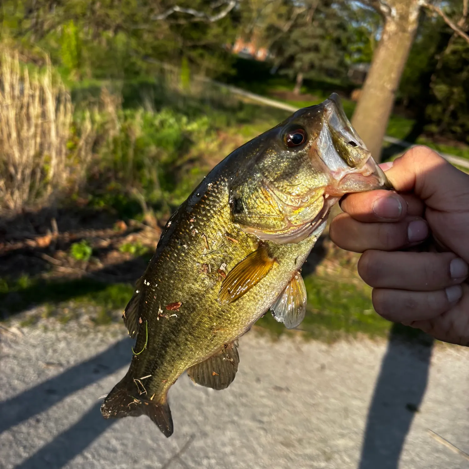 catch