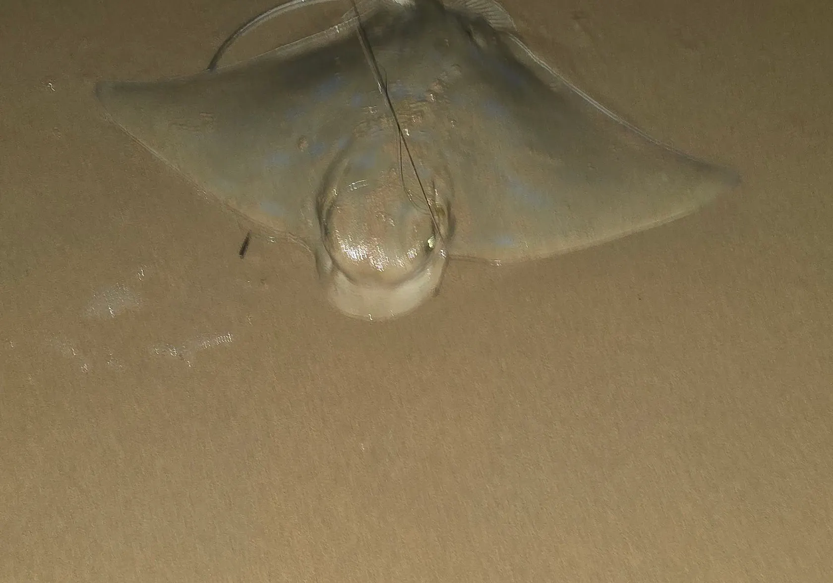 Common eagle ray