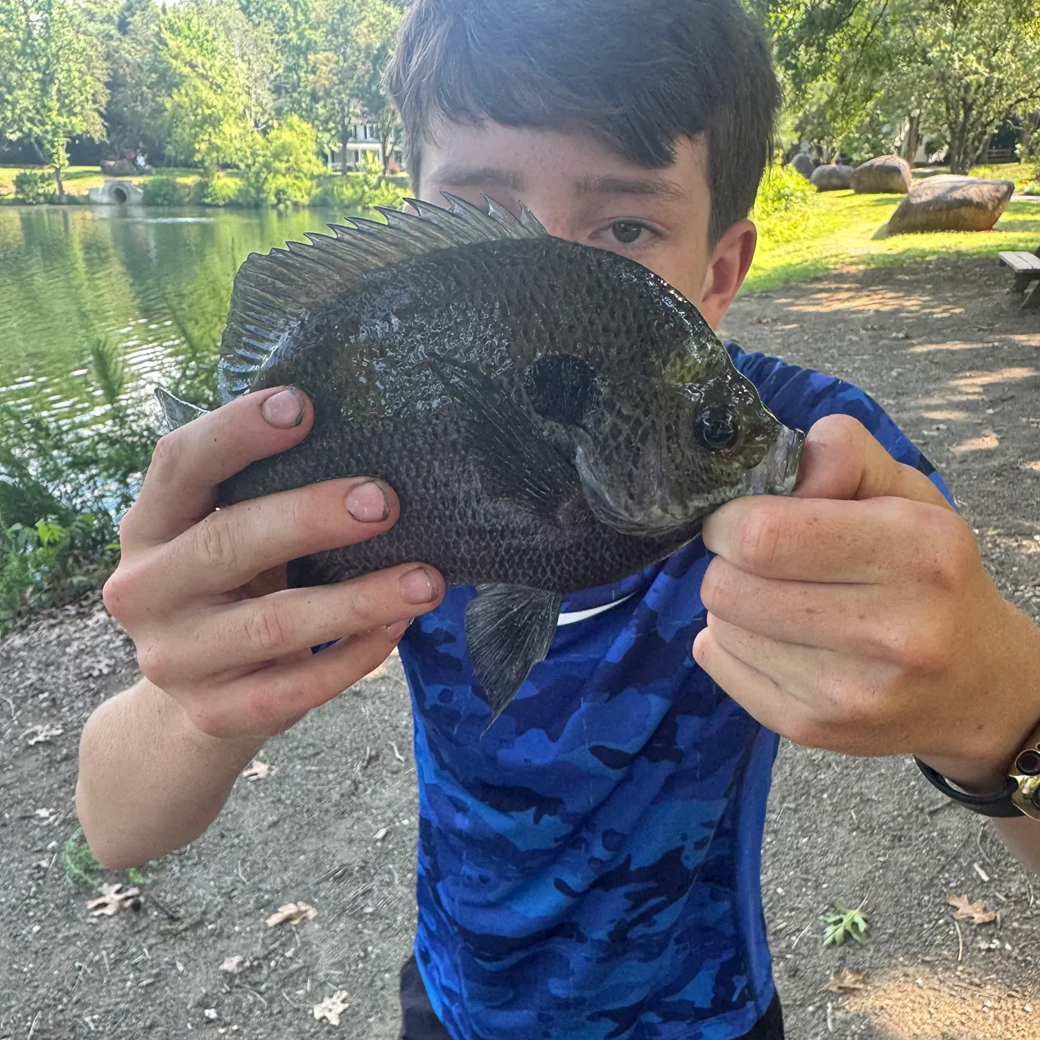 The most recent Coppernose bluegill catches on Fishbrain