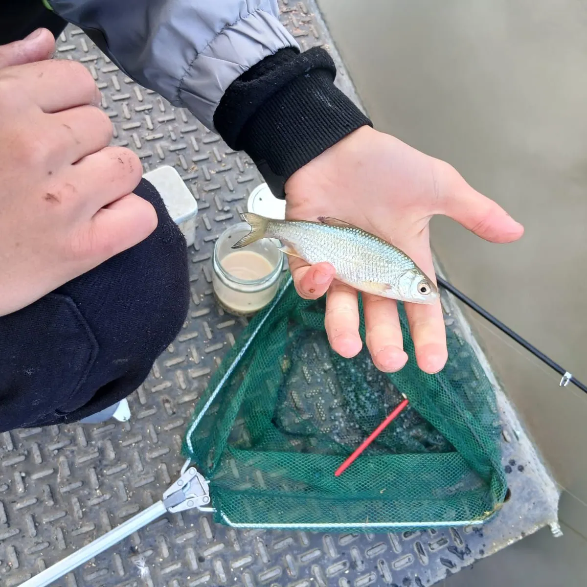 Common roach caught on Fishbrain