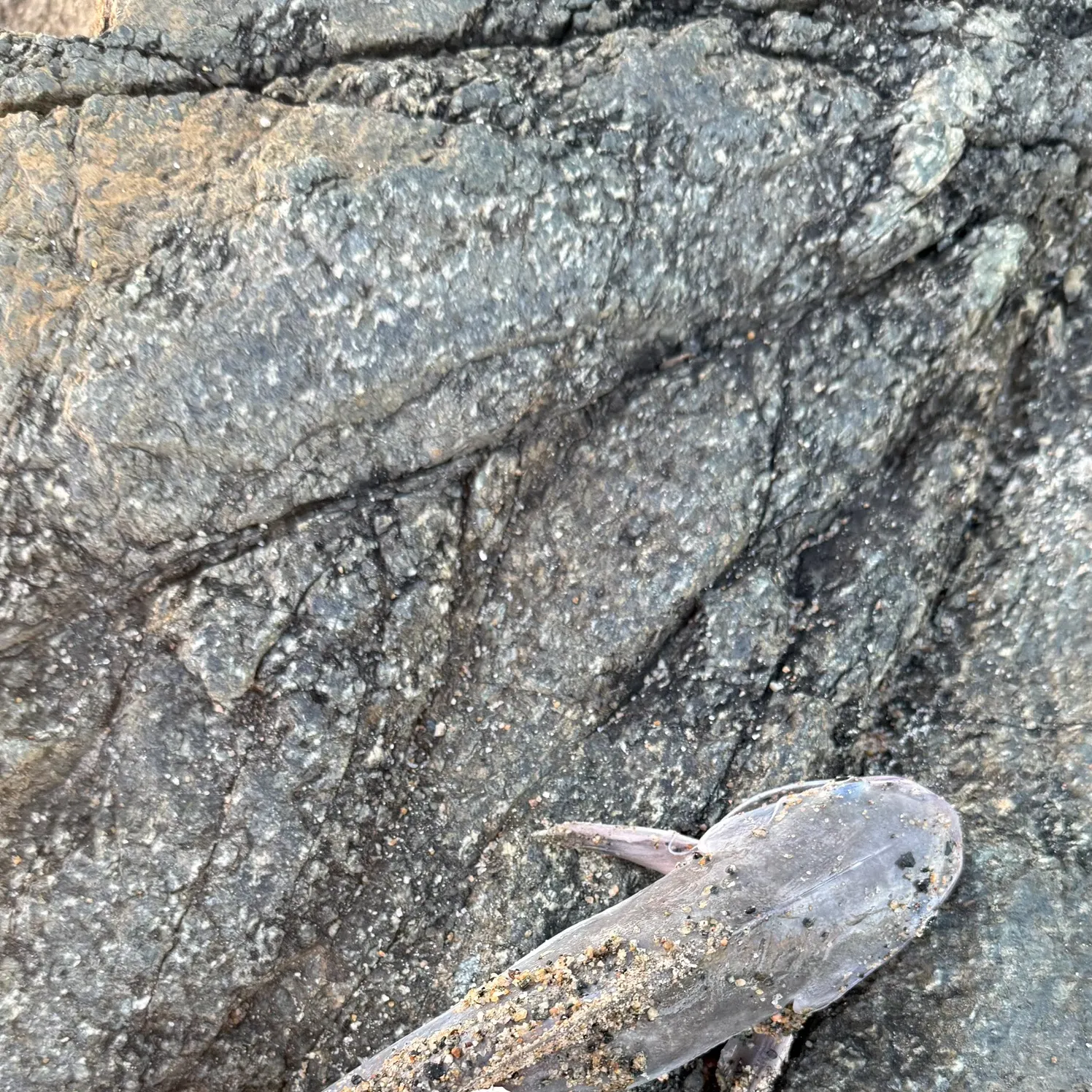 The most recent Gafftopsail sea catfish catches on Fishbrain