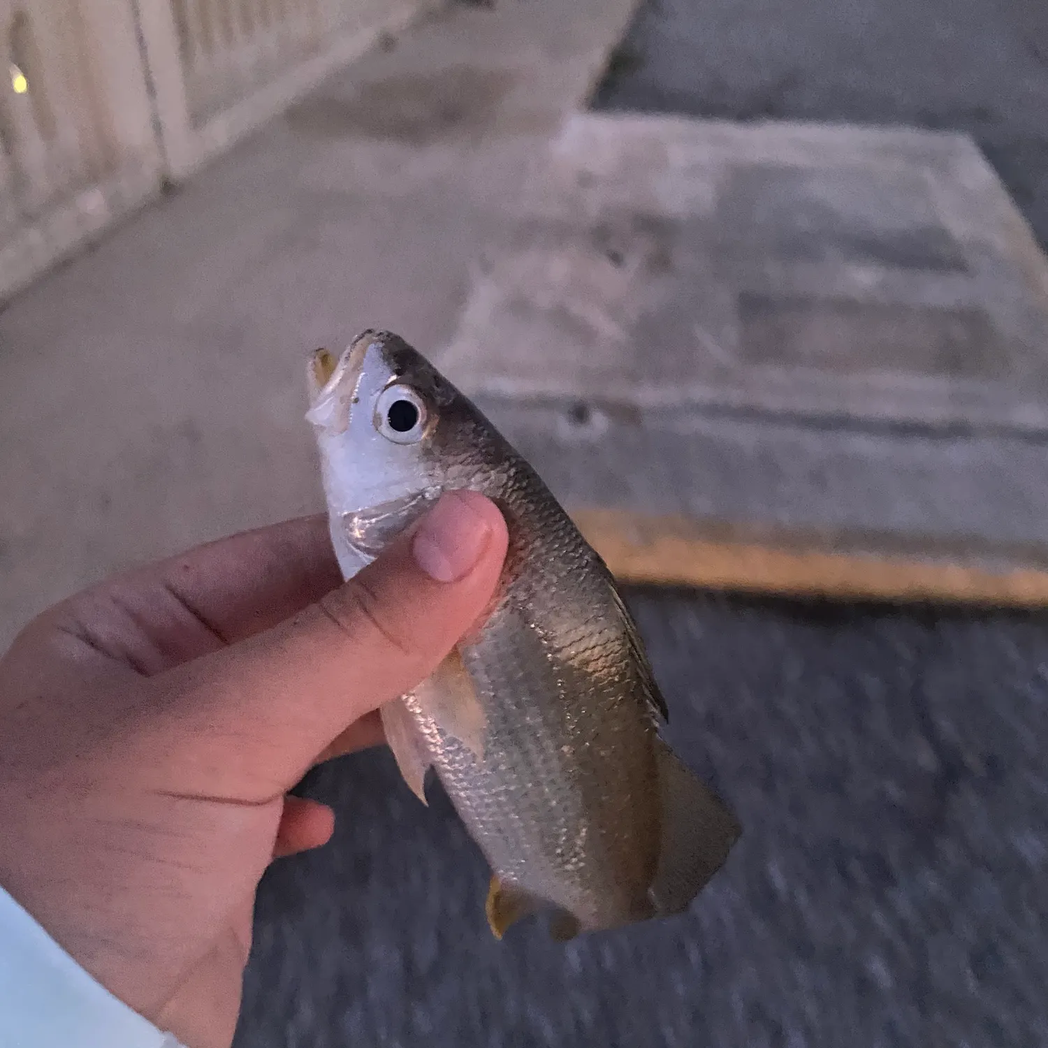 The most recent Silver perch catches on Fishbrain