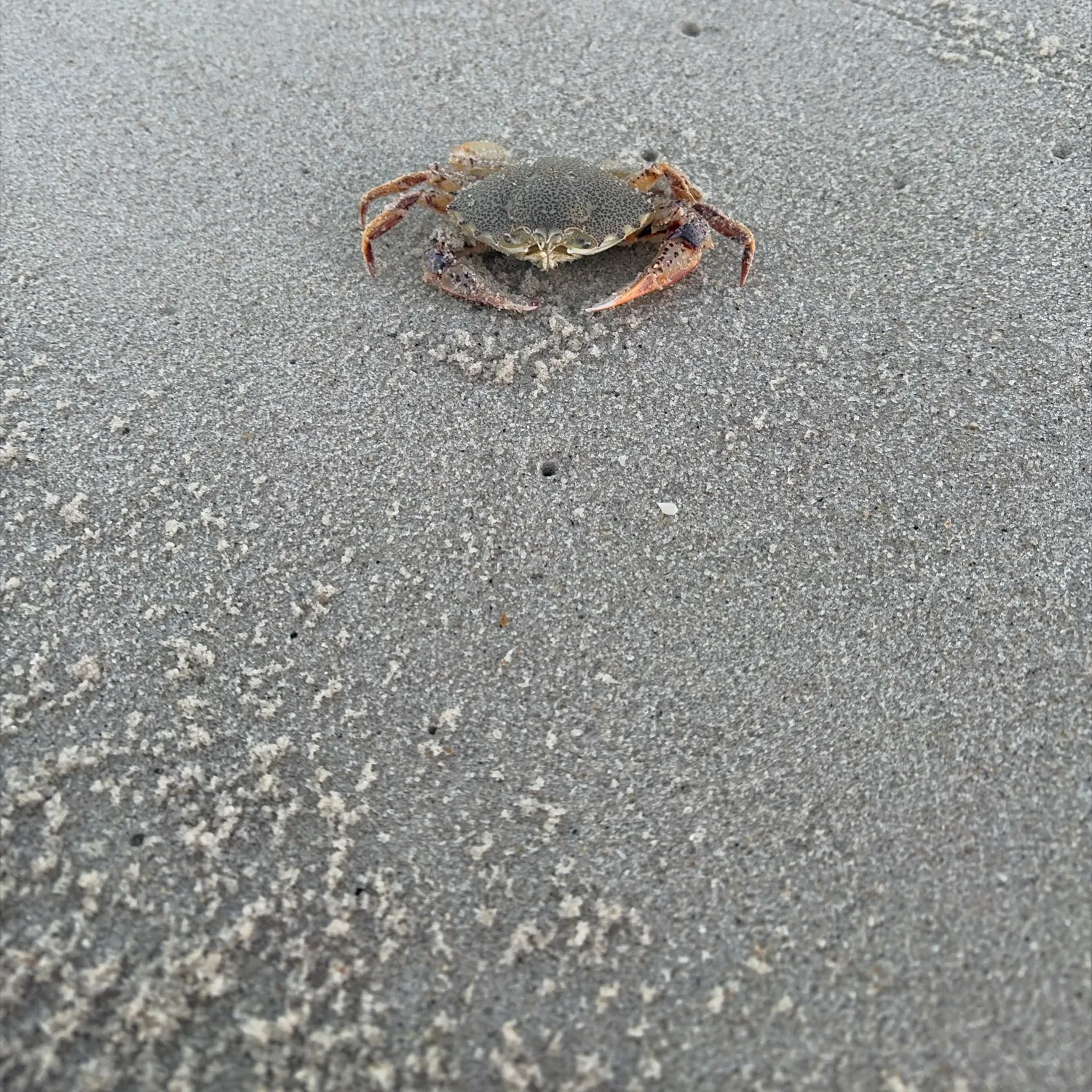 Blotched swimming crab caught on Fishbrain