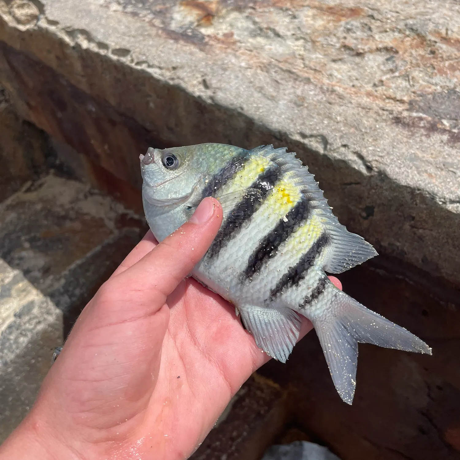 The most recent Sergeant-major catches on Fishbrain