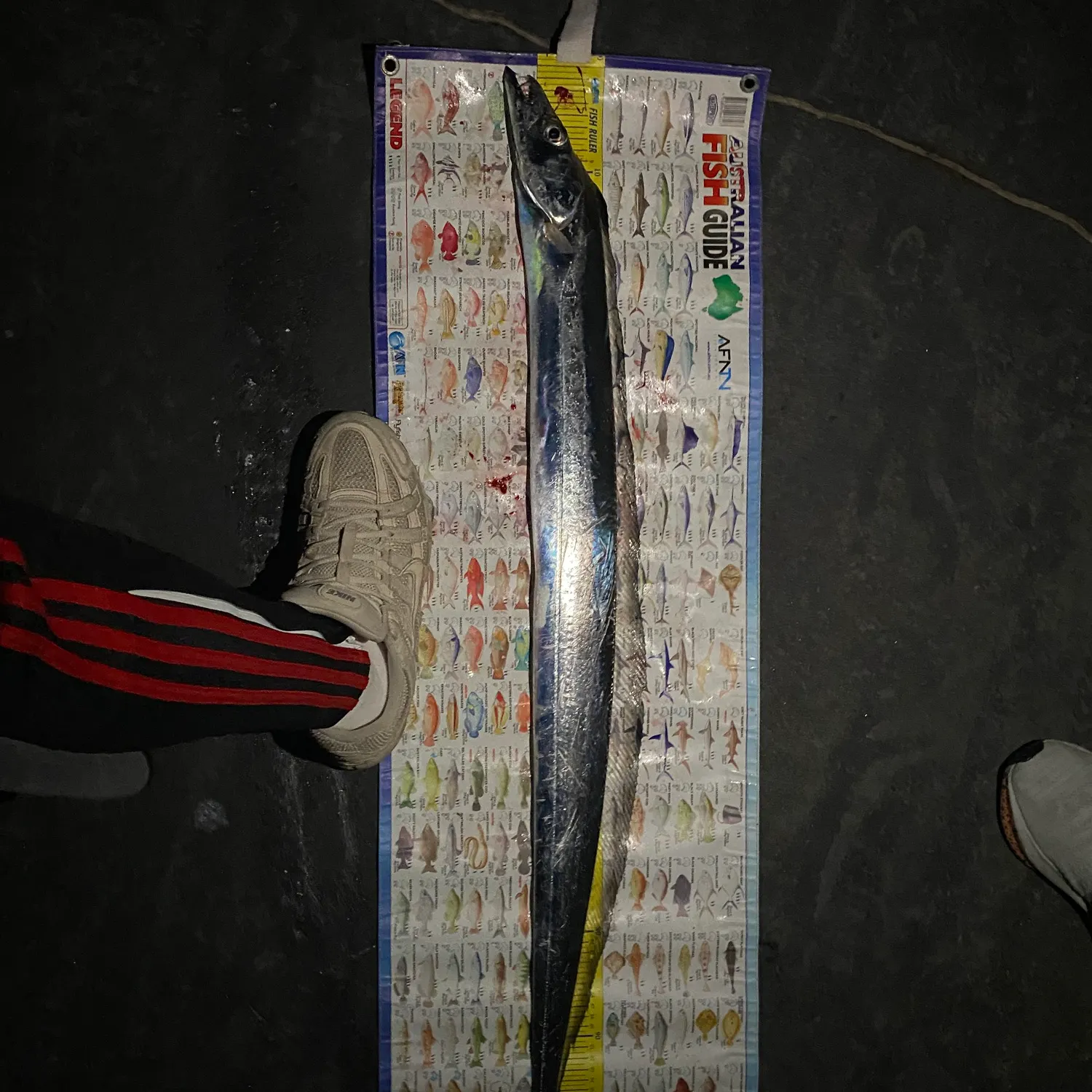 The most recent Atlantic cutlassfish catches on Fishbrain