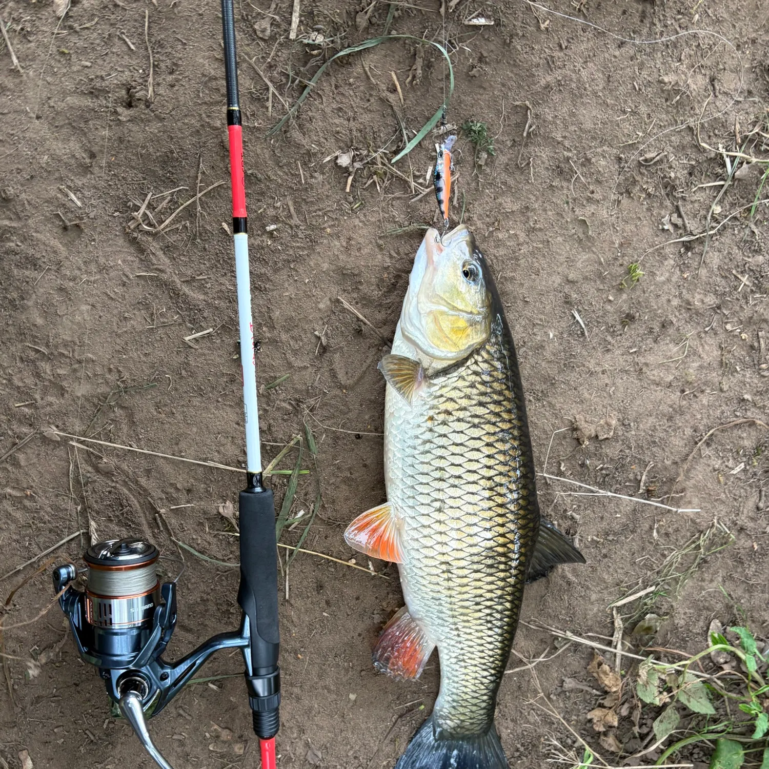 The most recent European chub catches on Fishbrain
