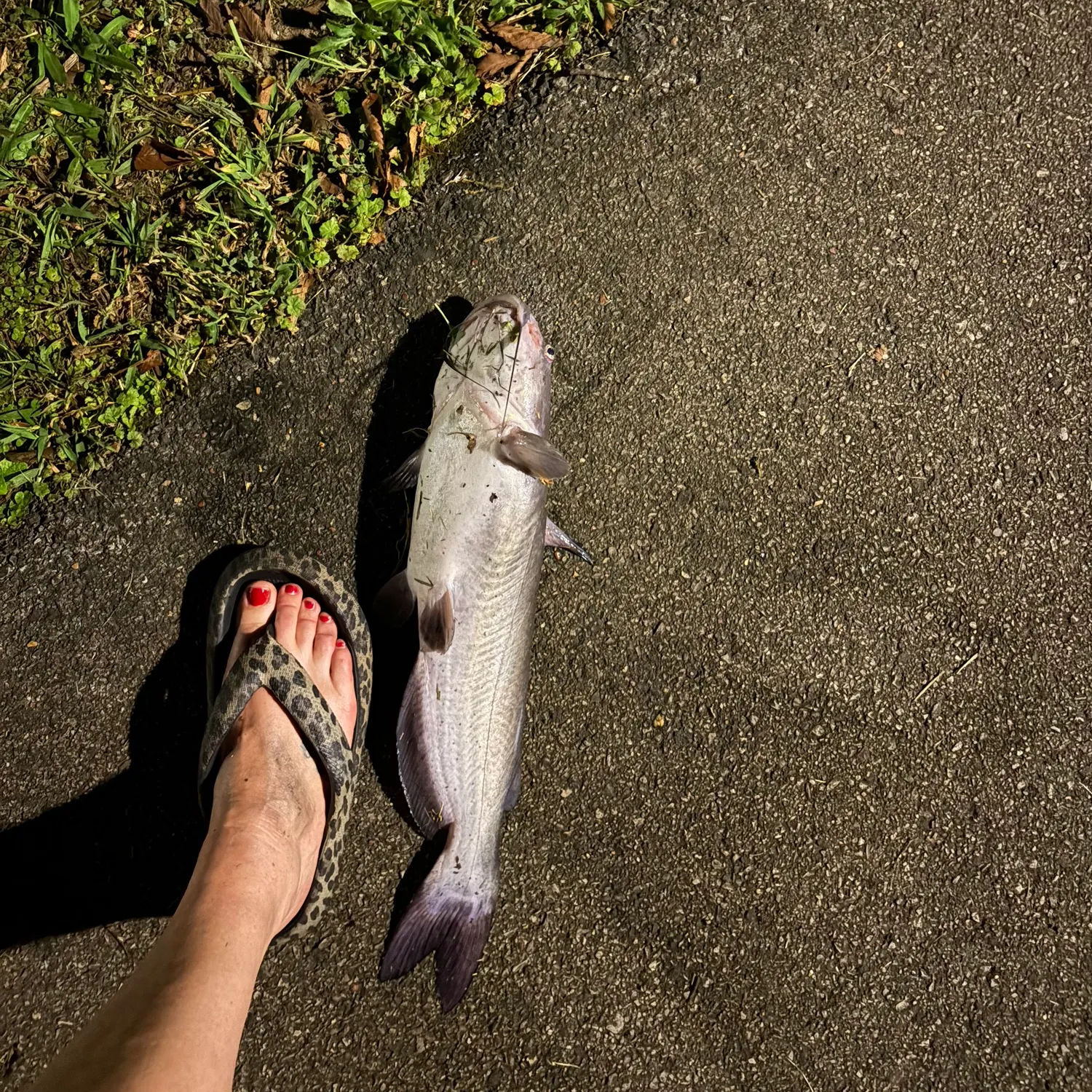 Blue catfish caught on Fishbrain