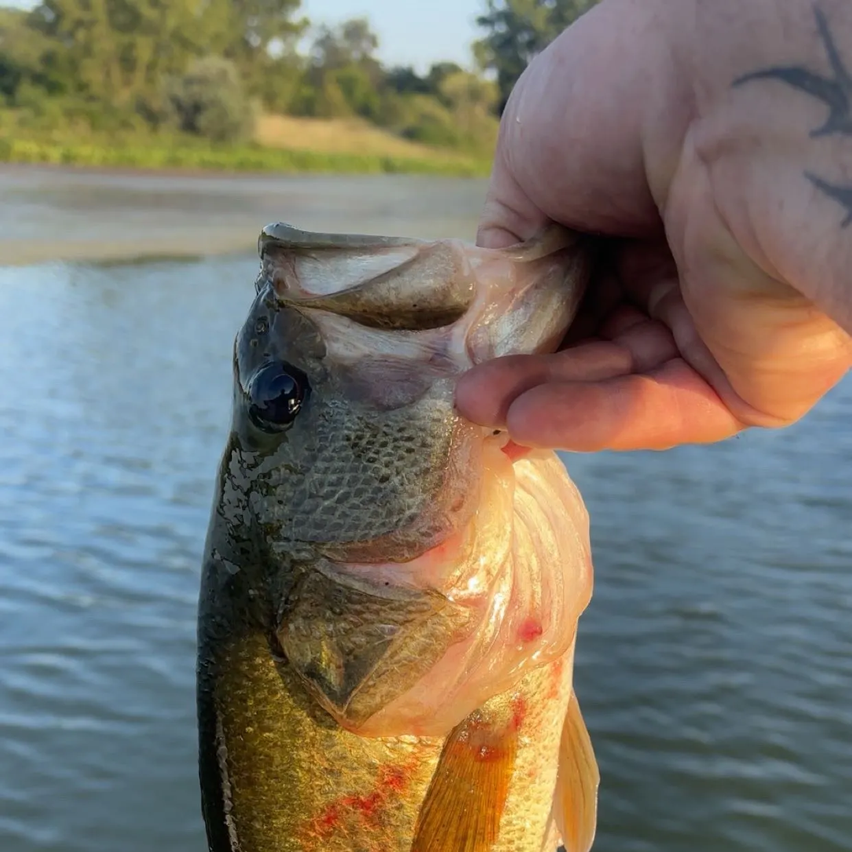 Largemouth bass caught on Fishbrain