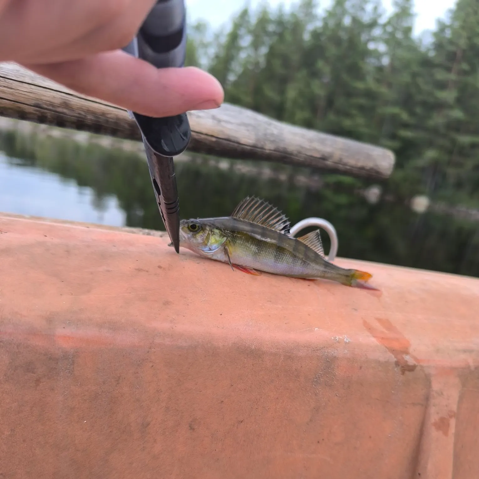 European perch caught on Fishbrain