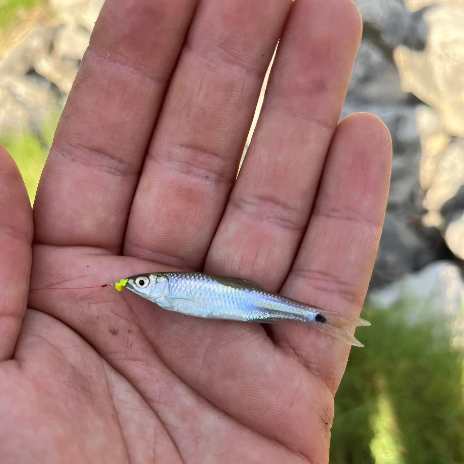 The most recent Western blacktail shiner catches on Fishbrain