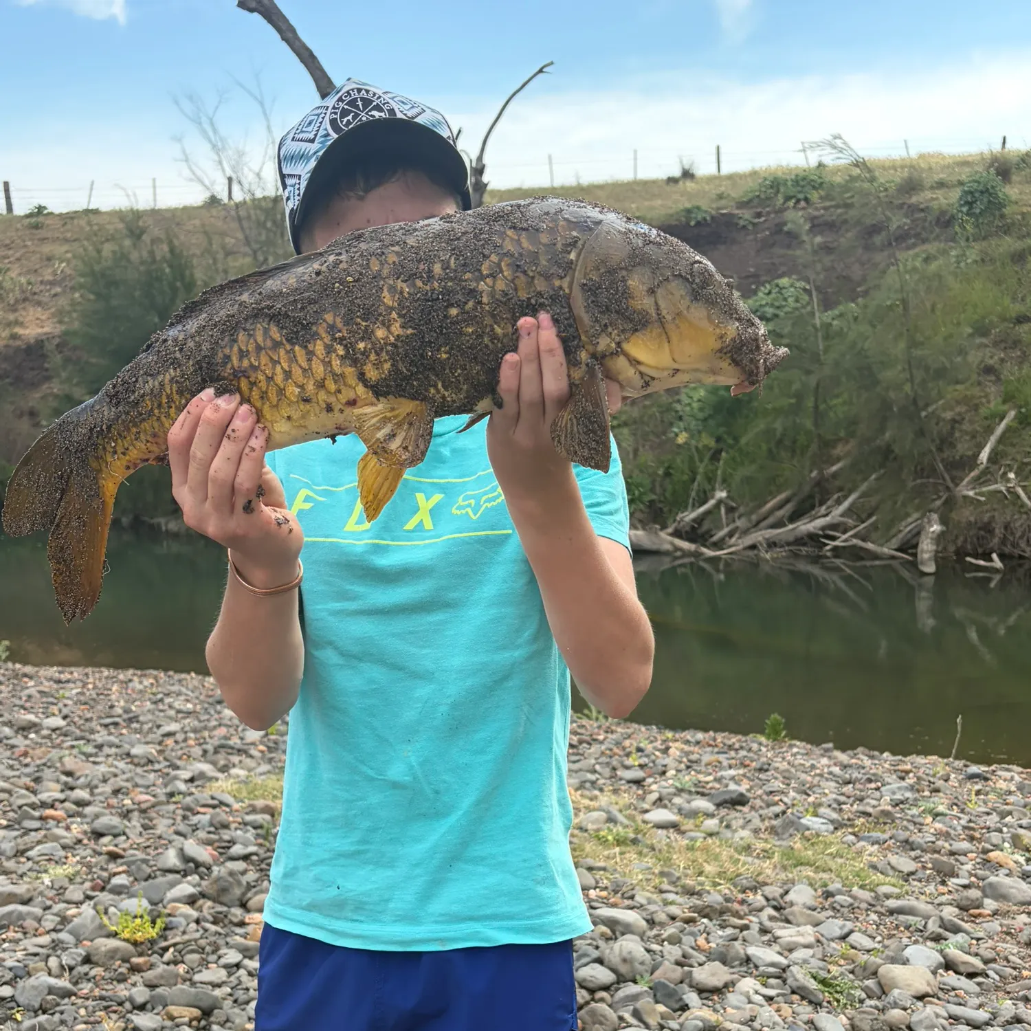 Common carp caught on Fishbrain