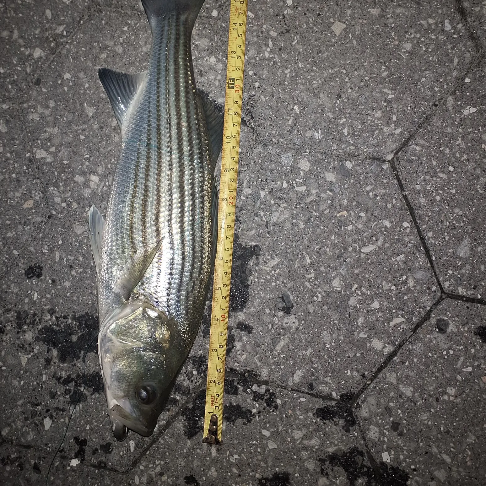 Striped bass caught on Fishbrain