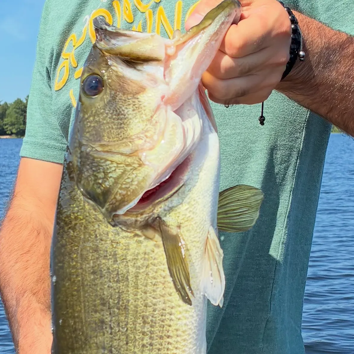 Largemouth bass caught on Fishbrain