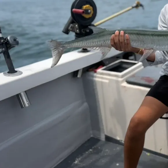 The most recent Flat needlefish catches on Fishbrain