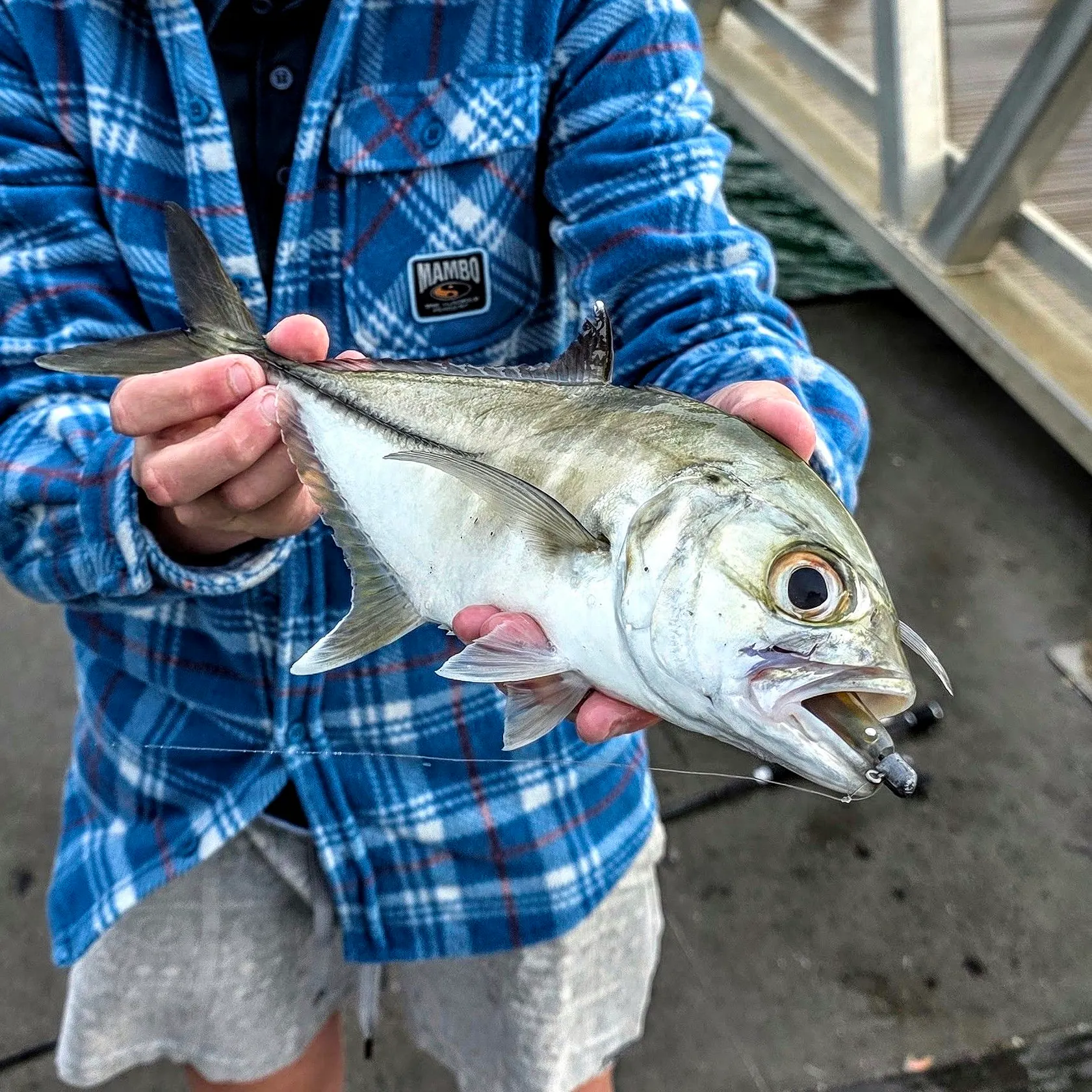 The most recent Bigeye trevally catches on Fishbrain