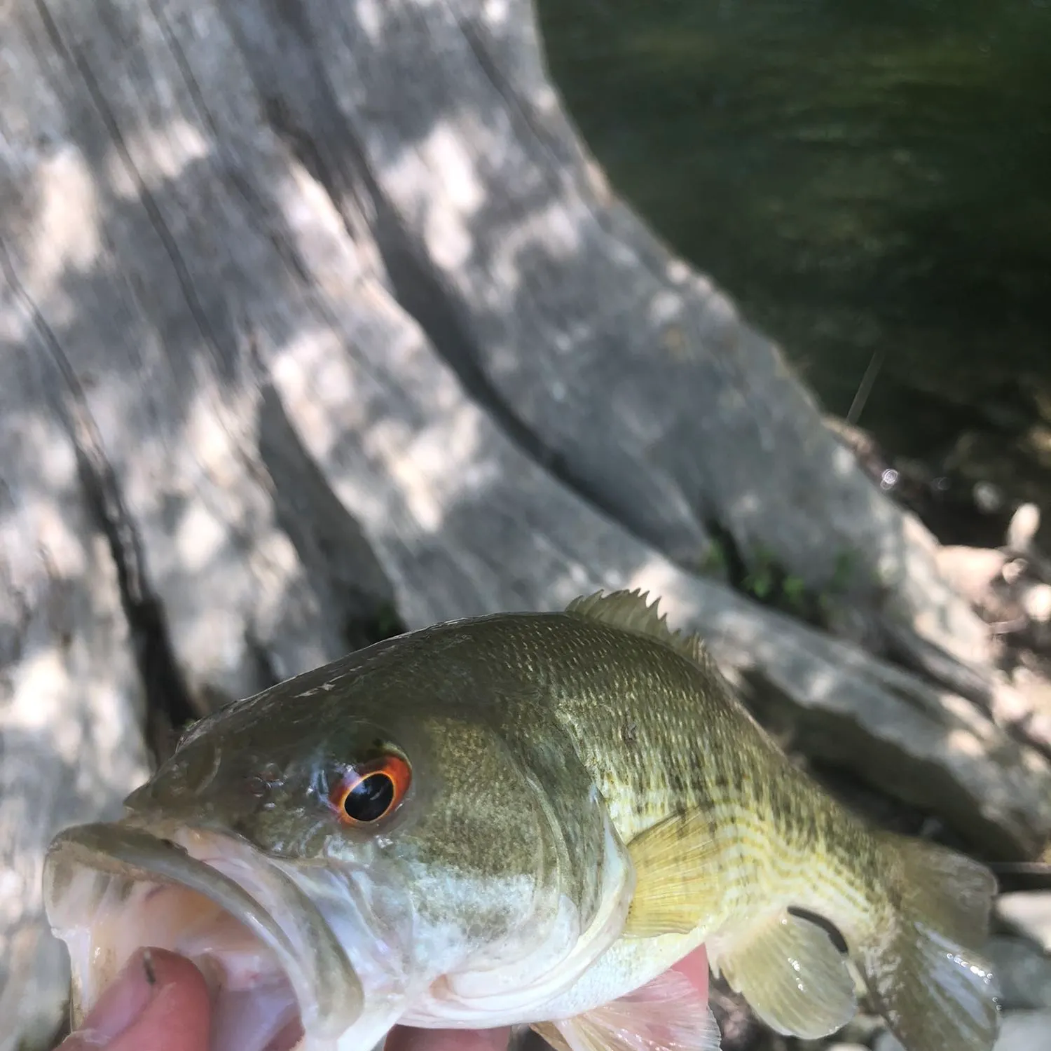 angler catch