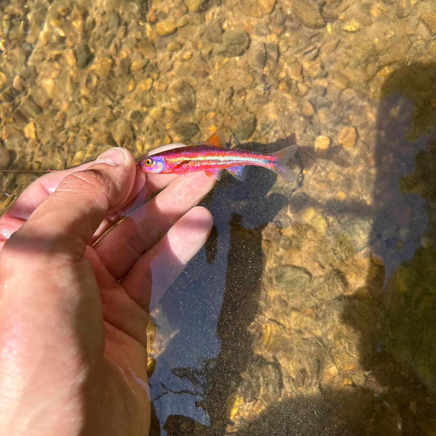 The most recent Rainbow shiner catches on Fishbrain