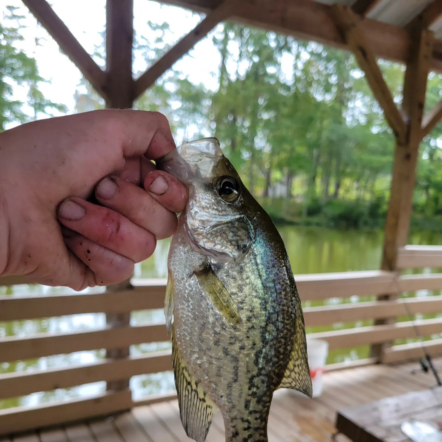 Black crappie caught on Fishbrain