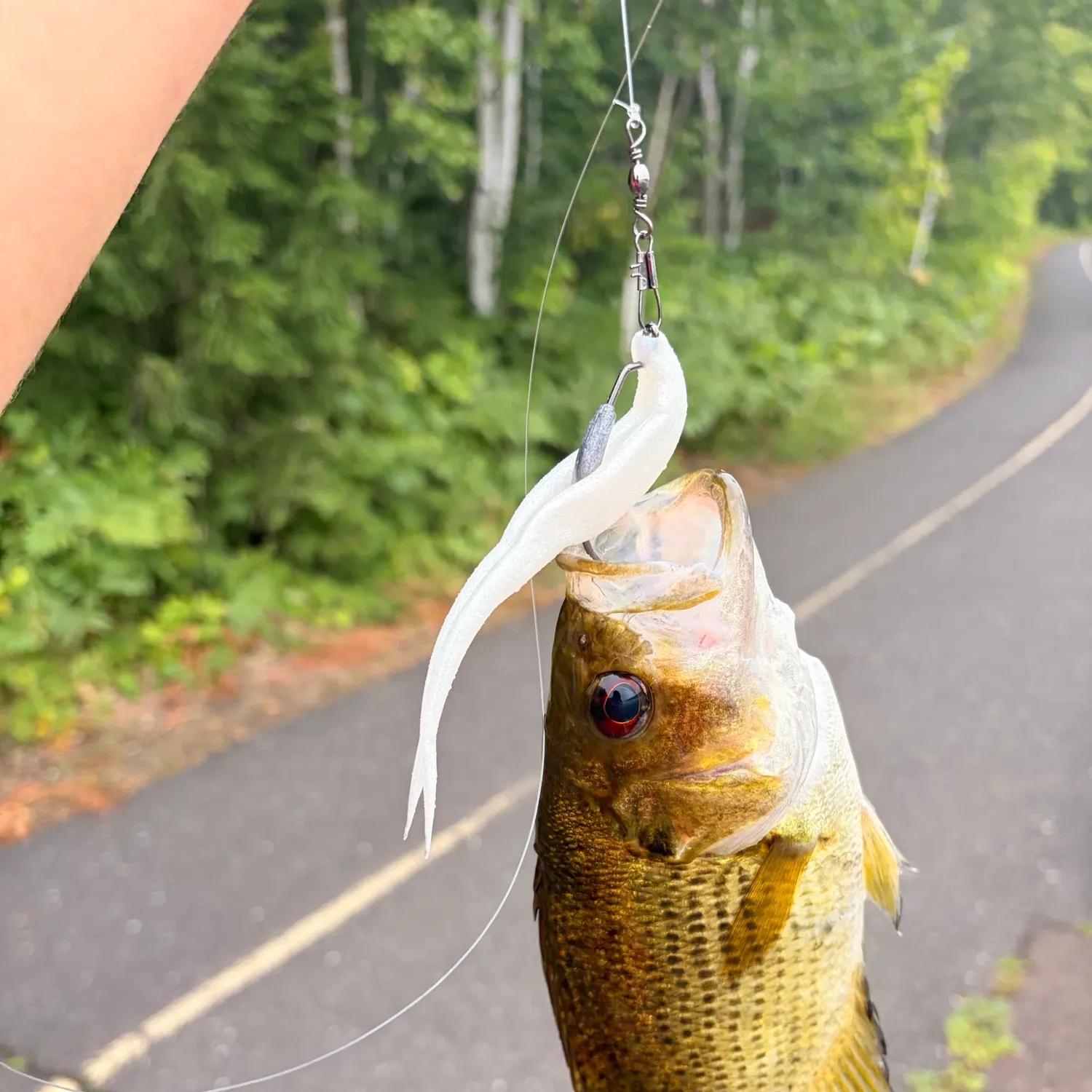 Rock bass caught on Fishbrain