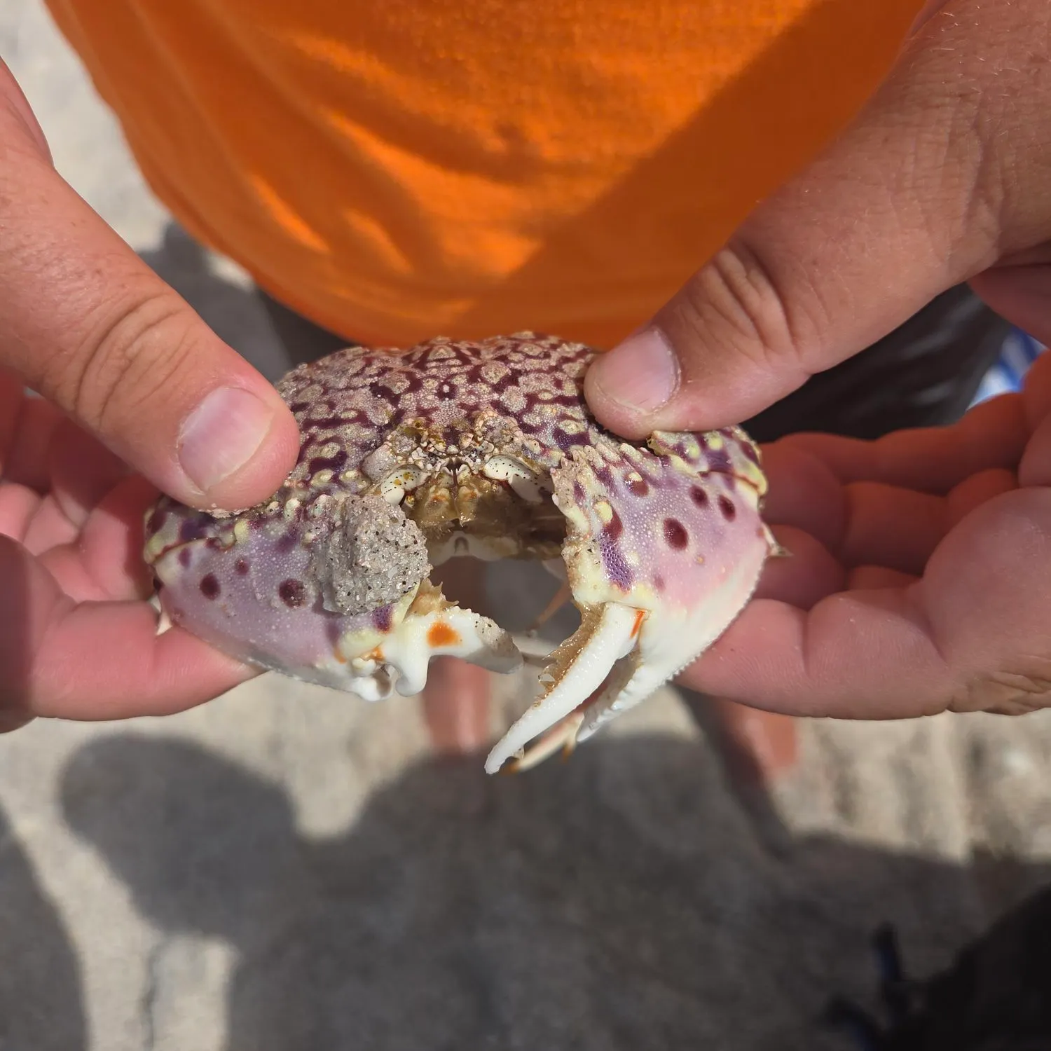 The most recent Florida stone crab catches on Fishbrain