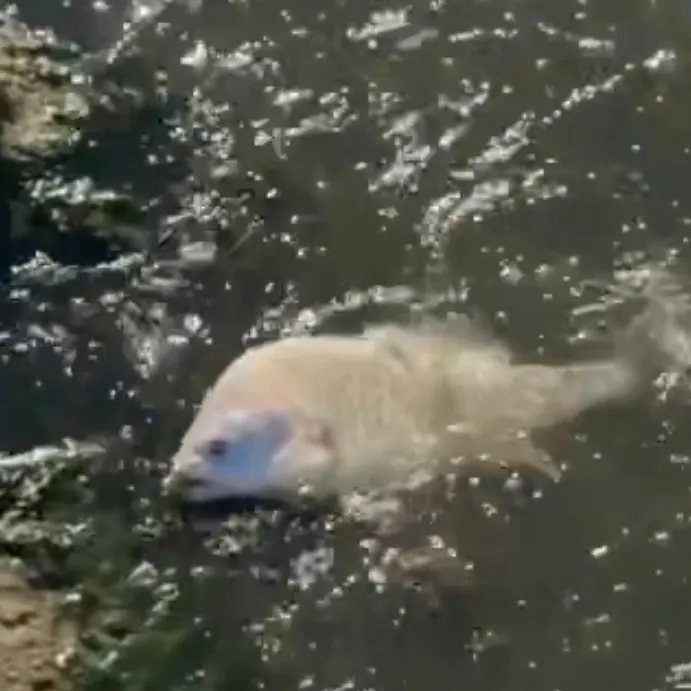 Freshwater drum caught on Fishbrain