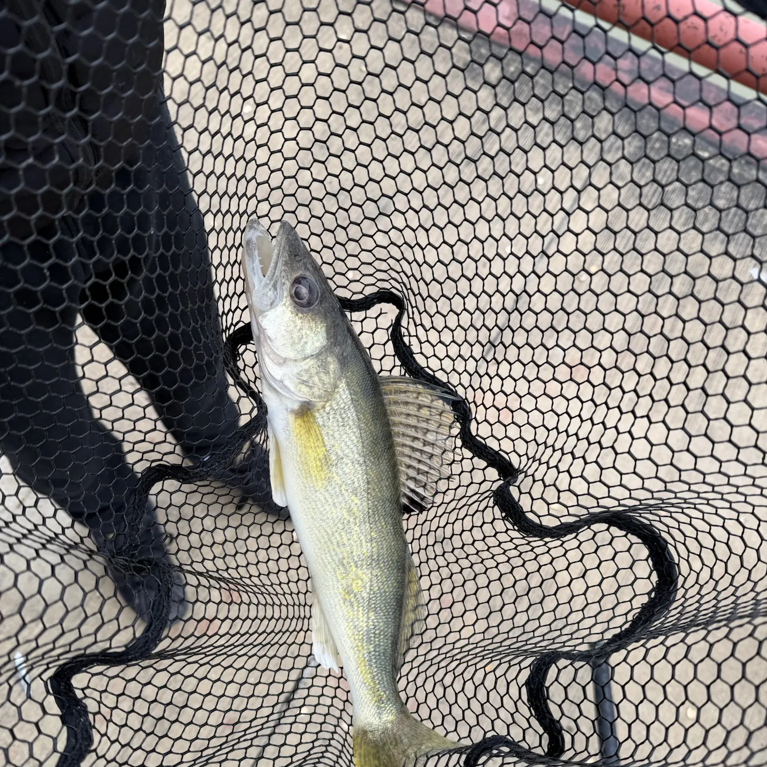 Walleye caught on Fishbrain