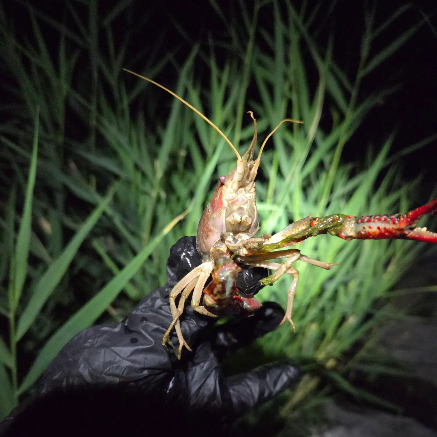 Red swamp crayfish caught on Fishbrain