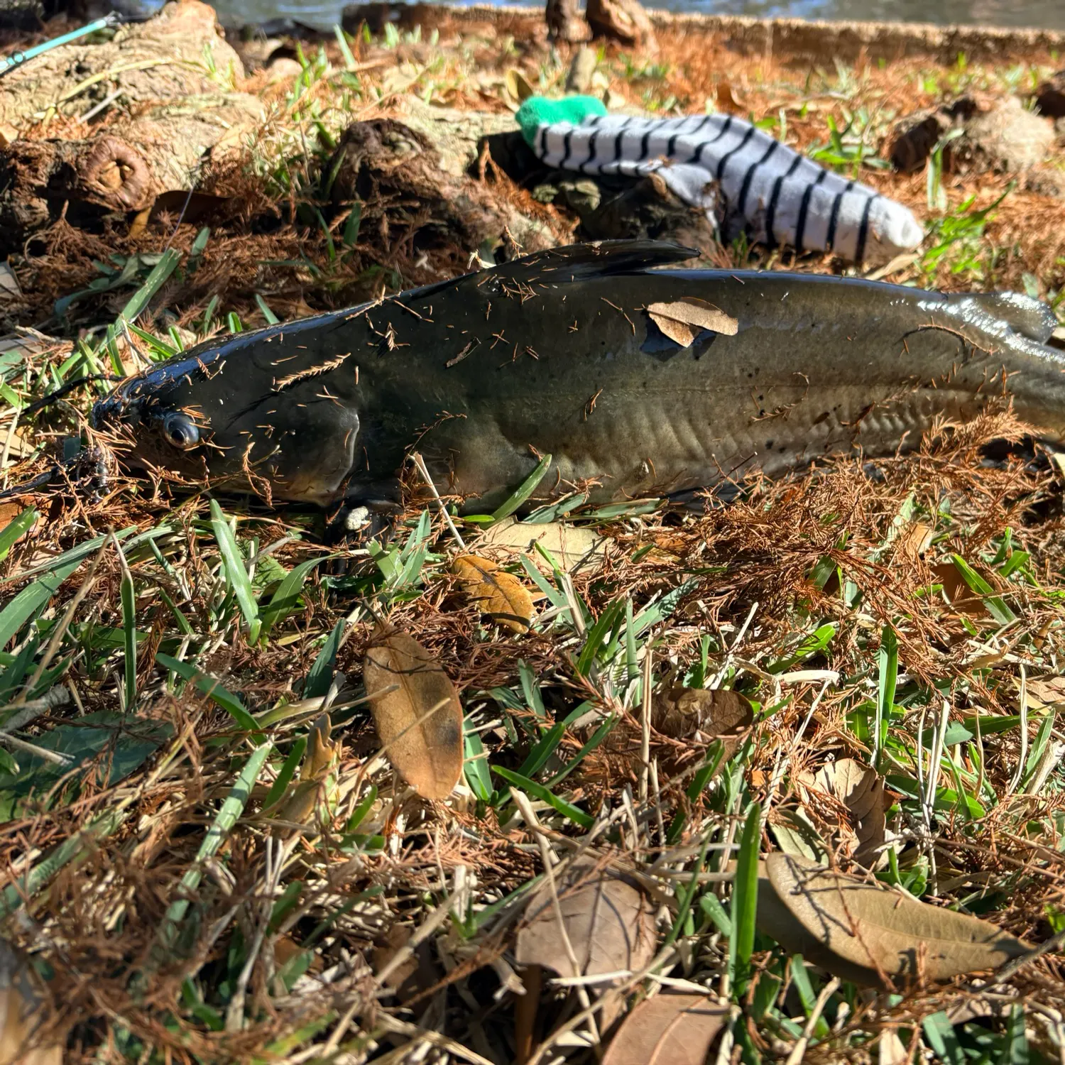 The most recent Shovelnose sturgeon catches on Fishbrain