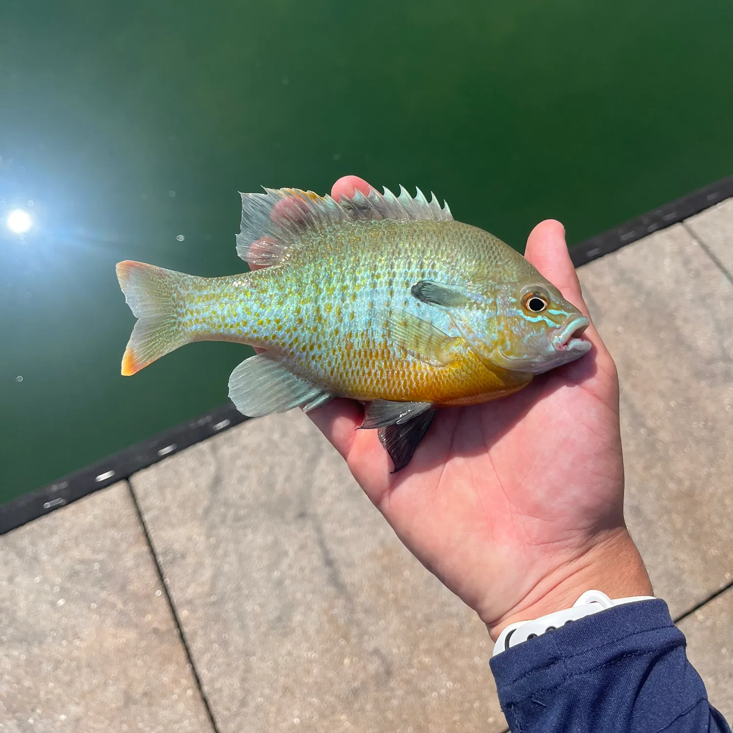 The most recent Plains longear x green sunfish catches on Fishbrain