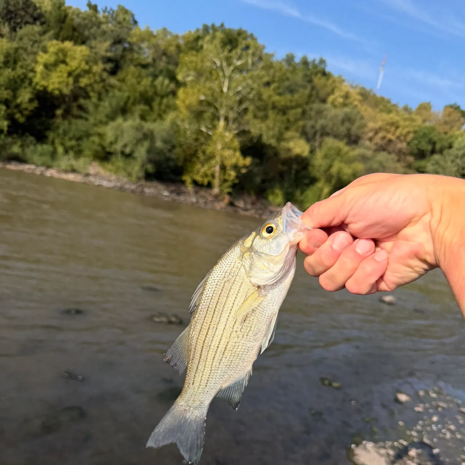 White bass caught on Fishbrain