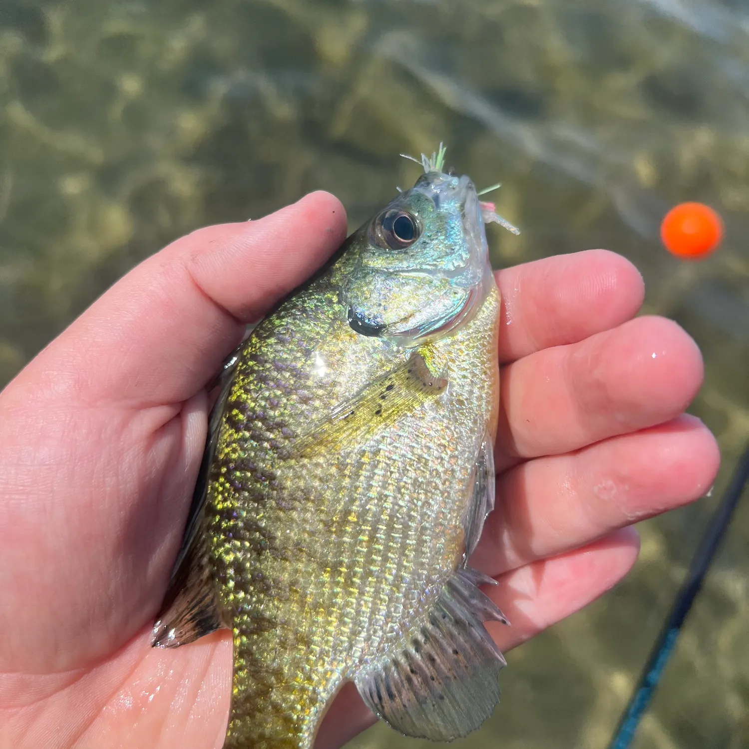 Bluegill caught on Fishbrain