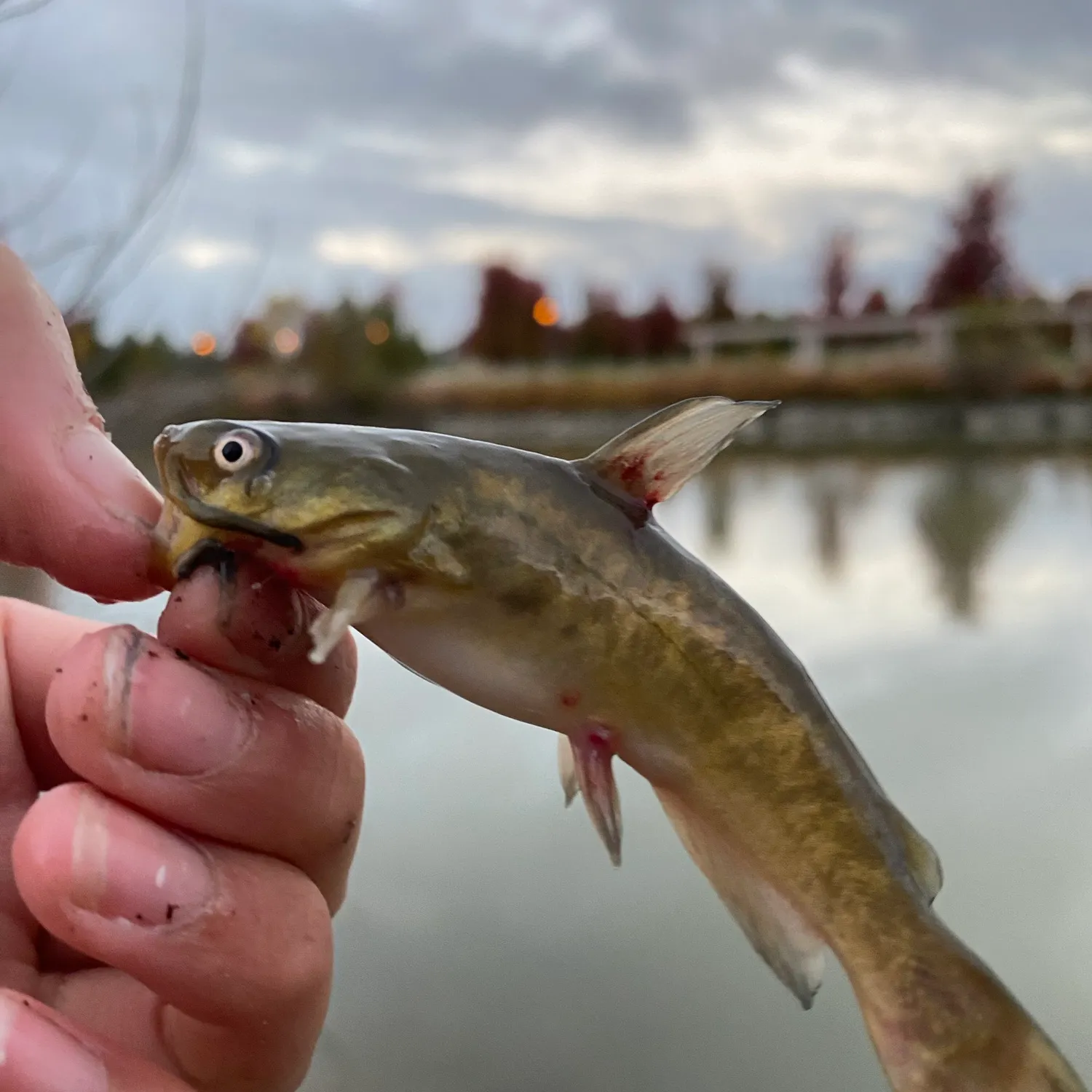 Yellow bullhead caught on Fishbrain
