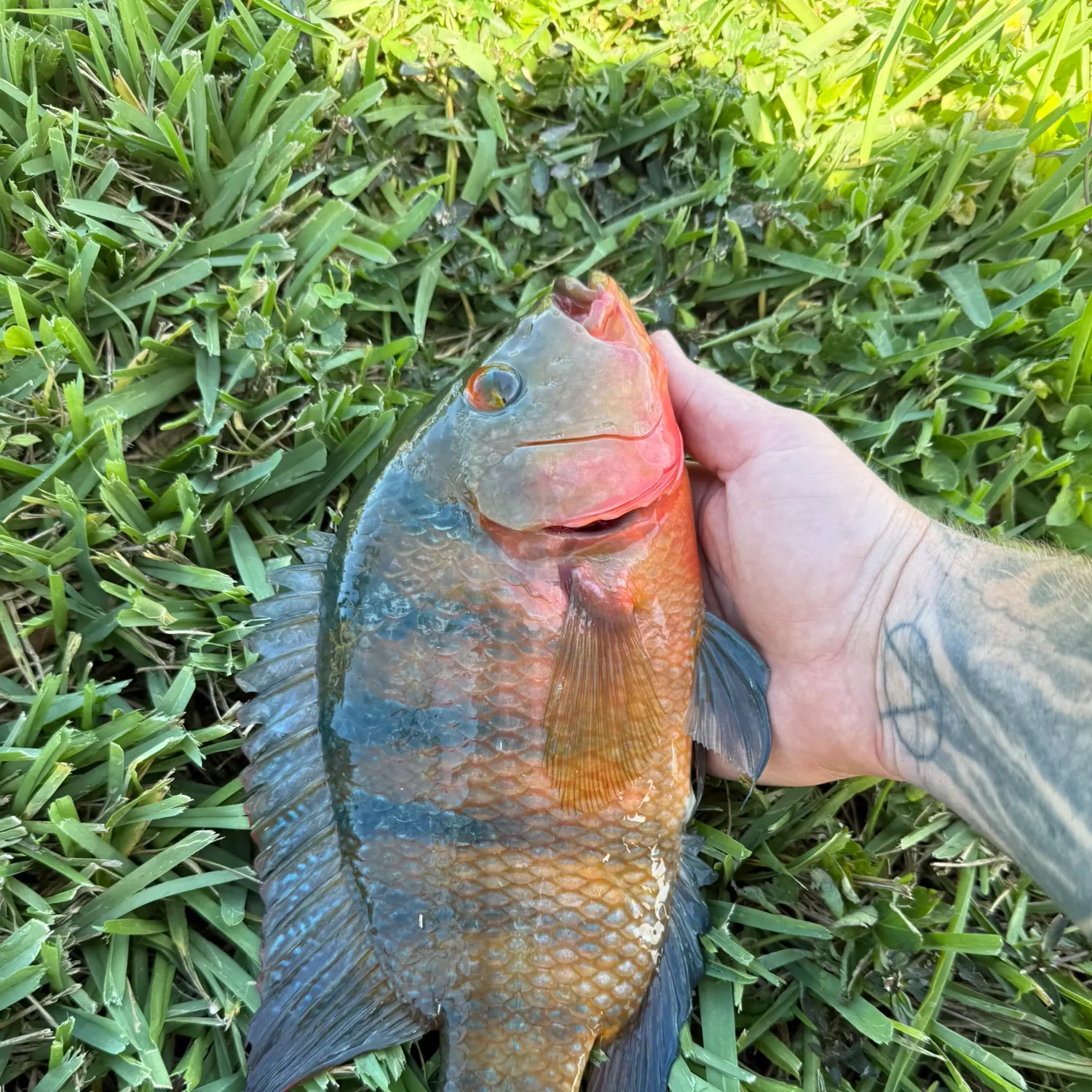 Mayan cichlid caught on Fishbrain