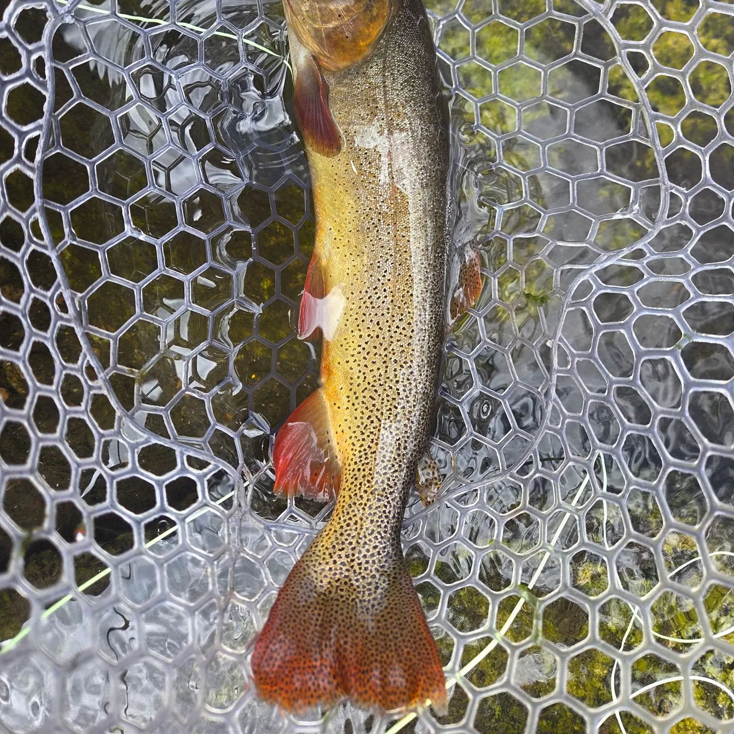 The most recent Snake River fine-spotted cutthroat trout catches on Fishbrain