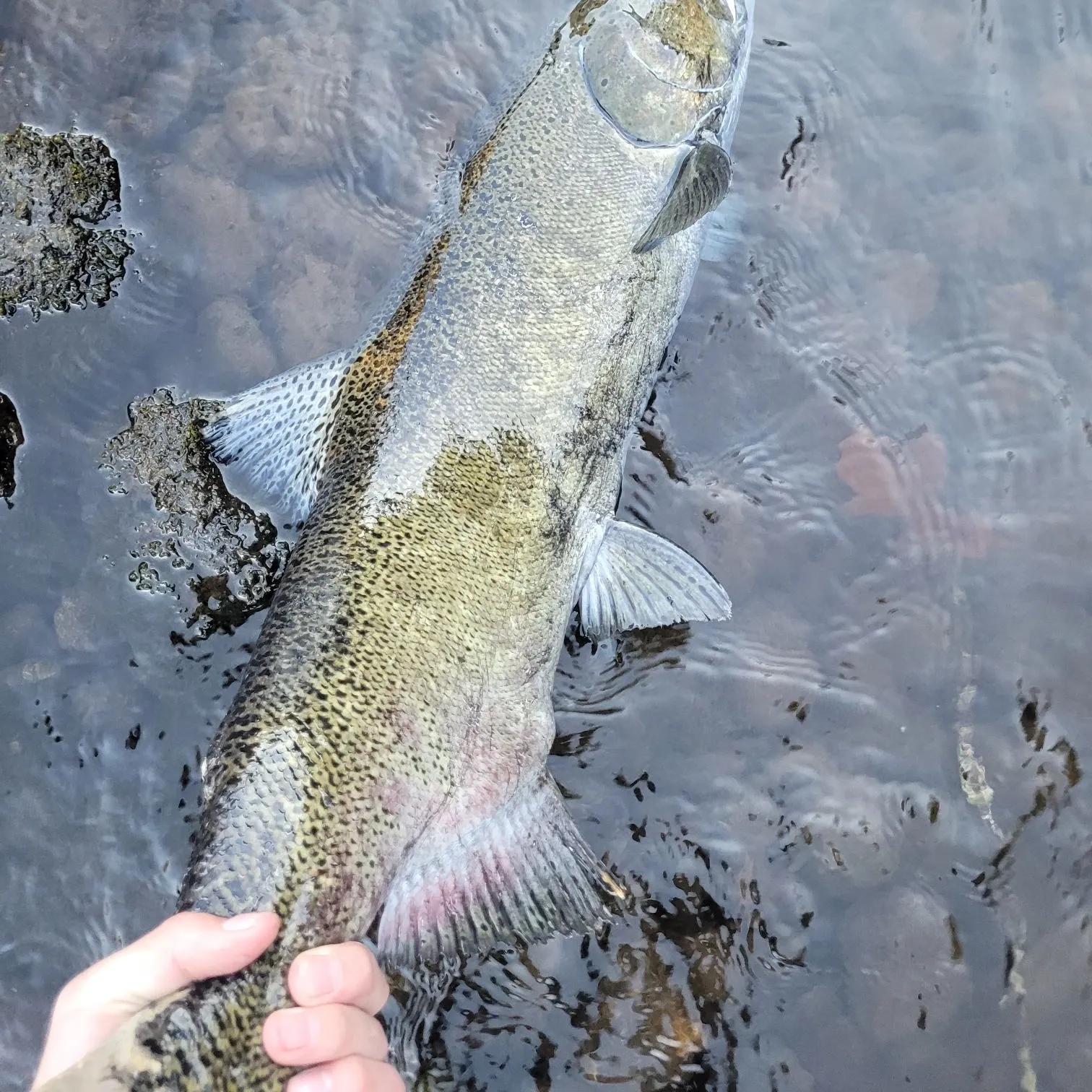 Chinook salmon caught on Fishbrain