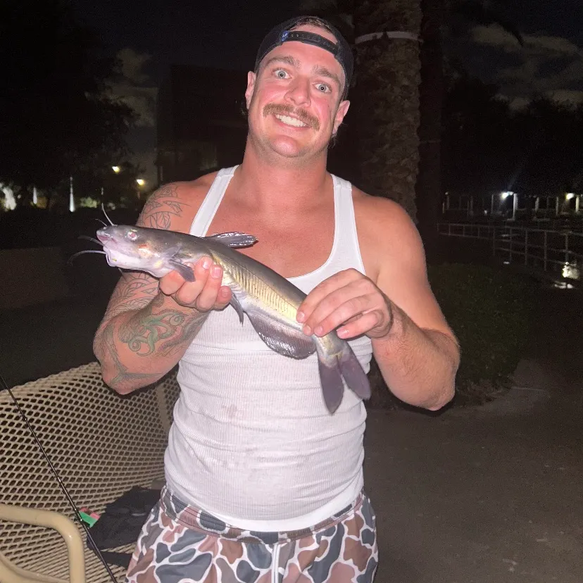 Channel catfish caught on Fishbrain