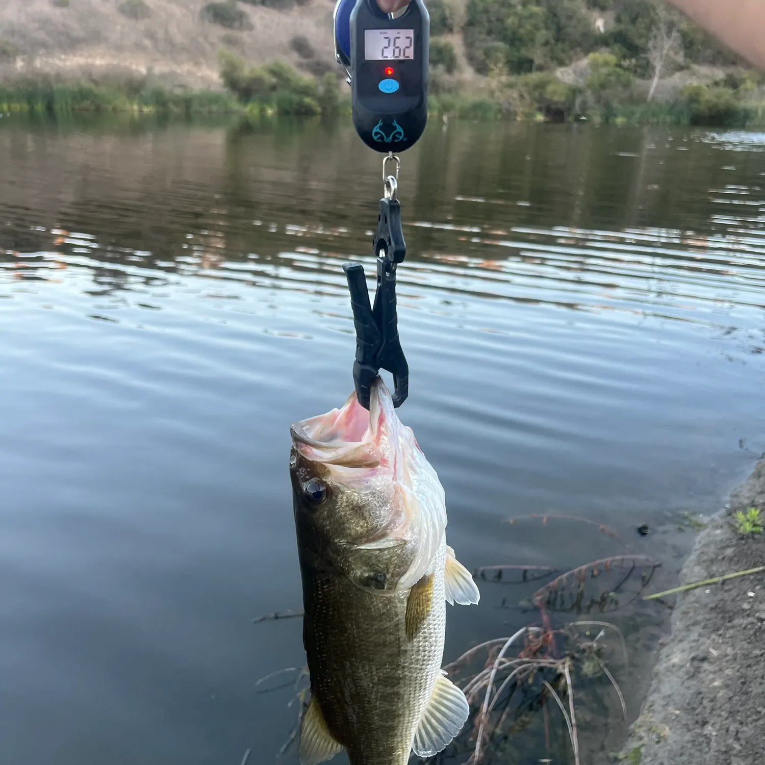 Fish caught on Fishbrain