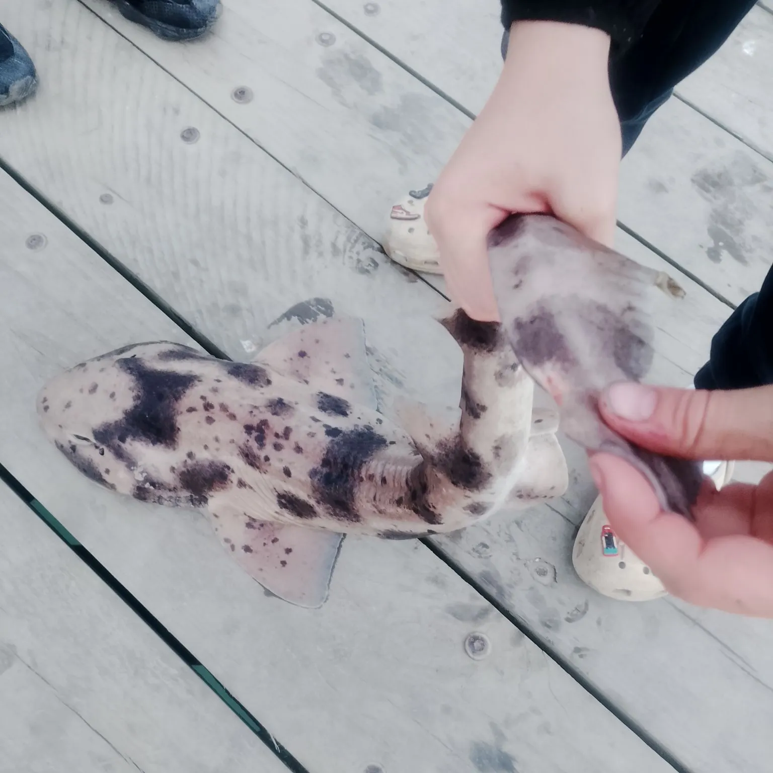 The most recent Speckled carpetshark catches on Fishbrain