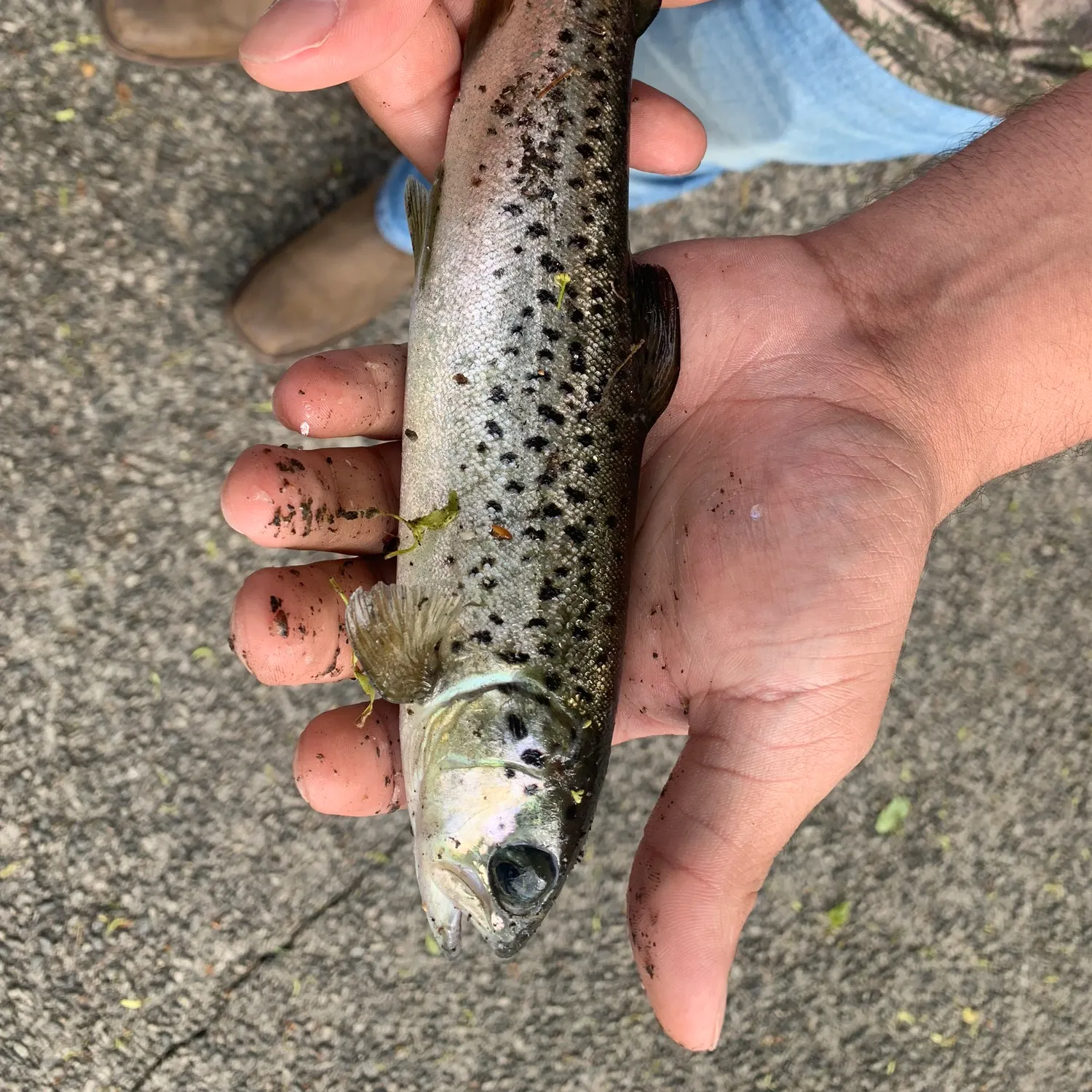 The most recent Atlantic salmon catches on Fishbrain