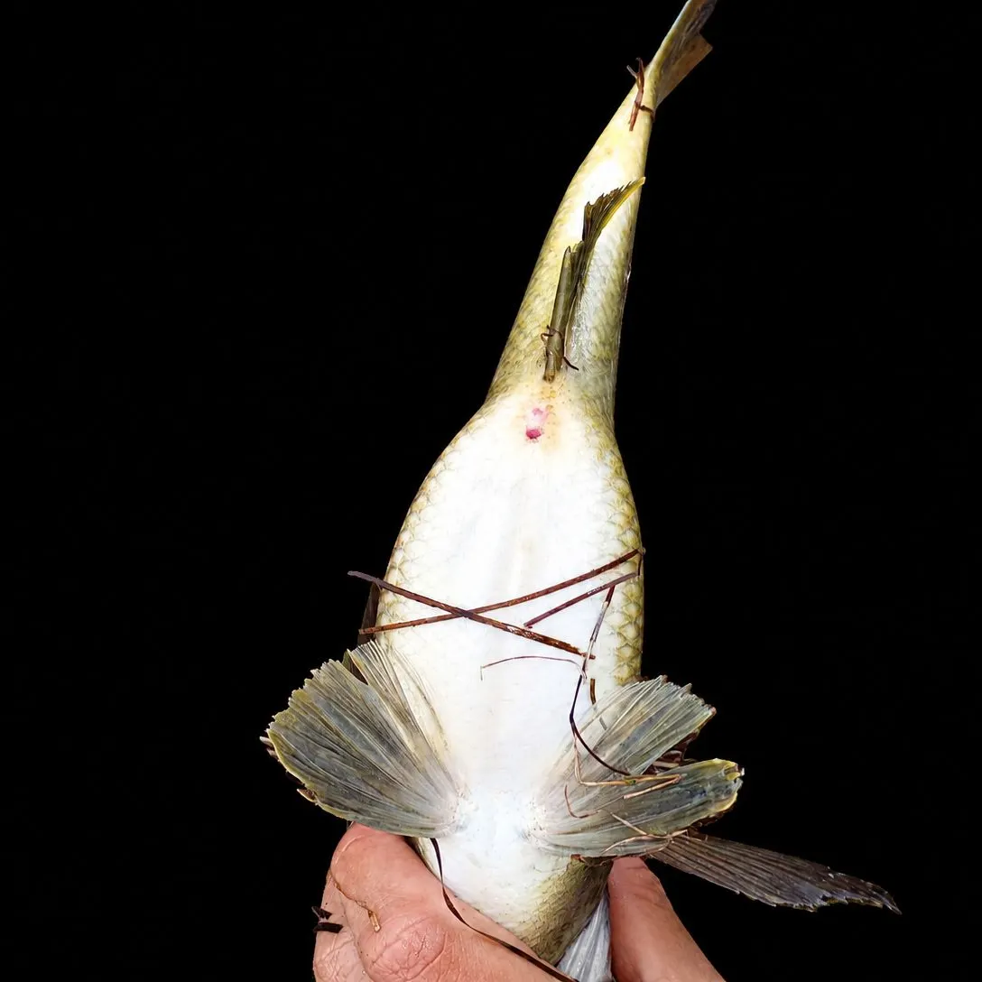 Southern black bream caught on Fishbrain