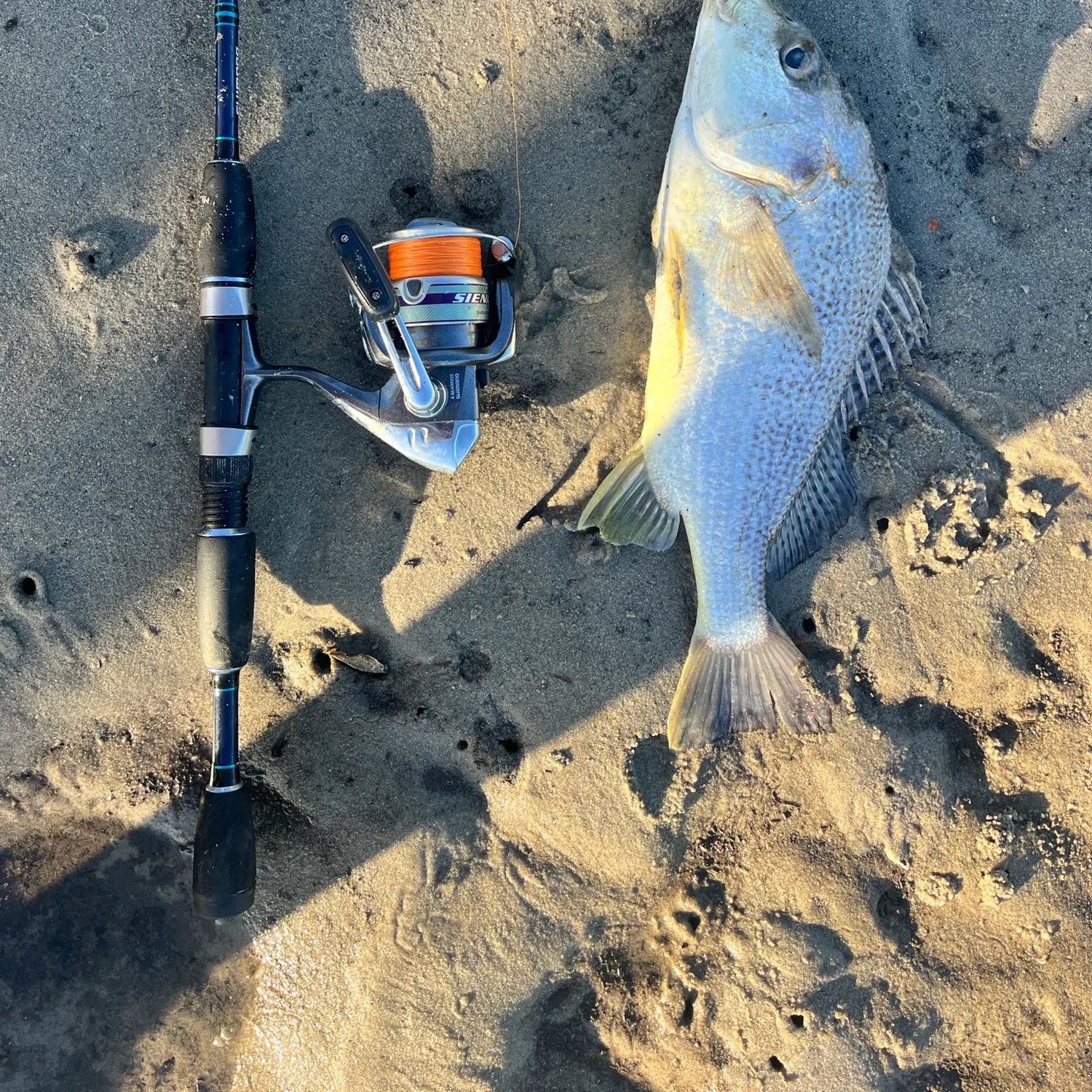 The most recent Javelin grunter catches on Fishbrain