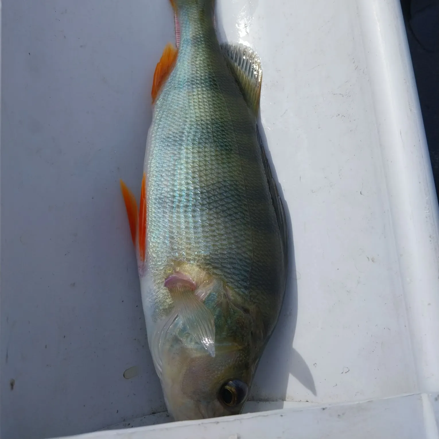 European perch caught on Fishbrain