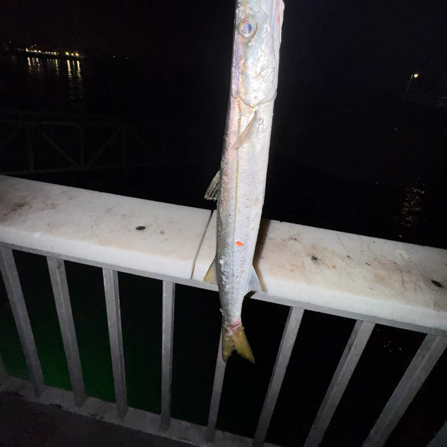 The most recent Pacific barracuda catches on Fishbrain